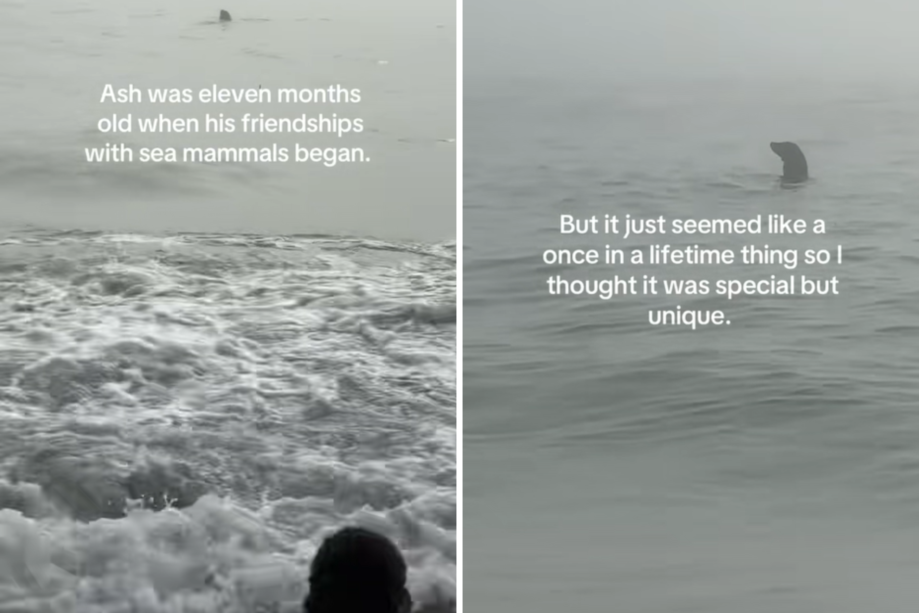 Poodle's Mysterious Bond With Wild Sea Animals Has People in Tears