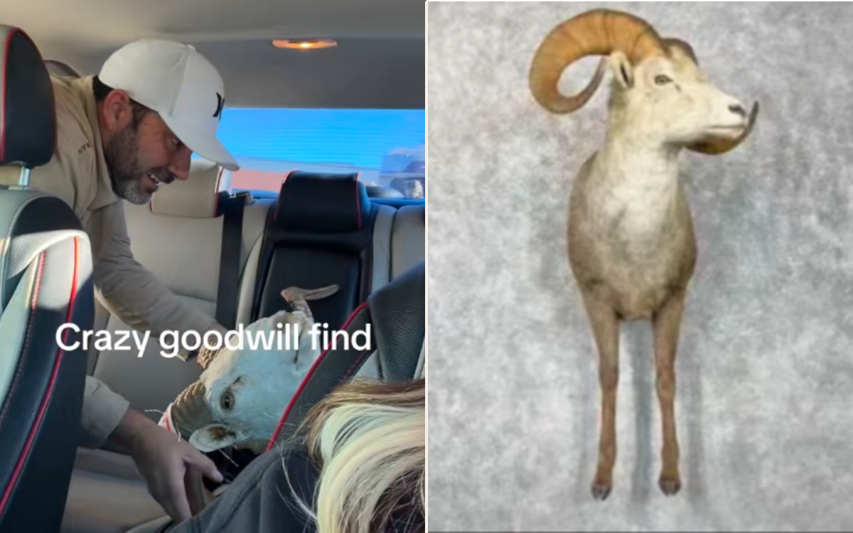 Woman Unsure of Father-in-Law’s Thrift Store Buy—Then Sees What It’s Worth