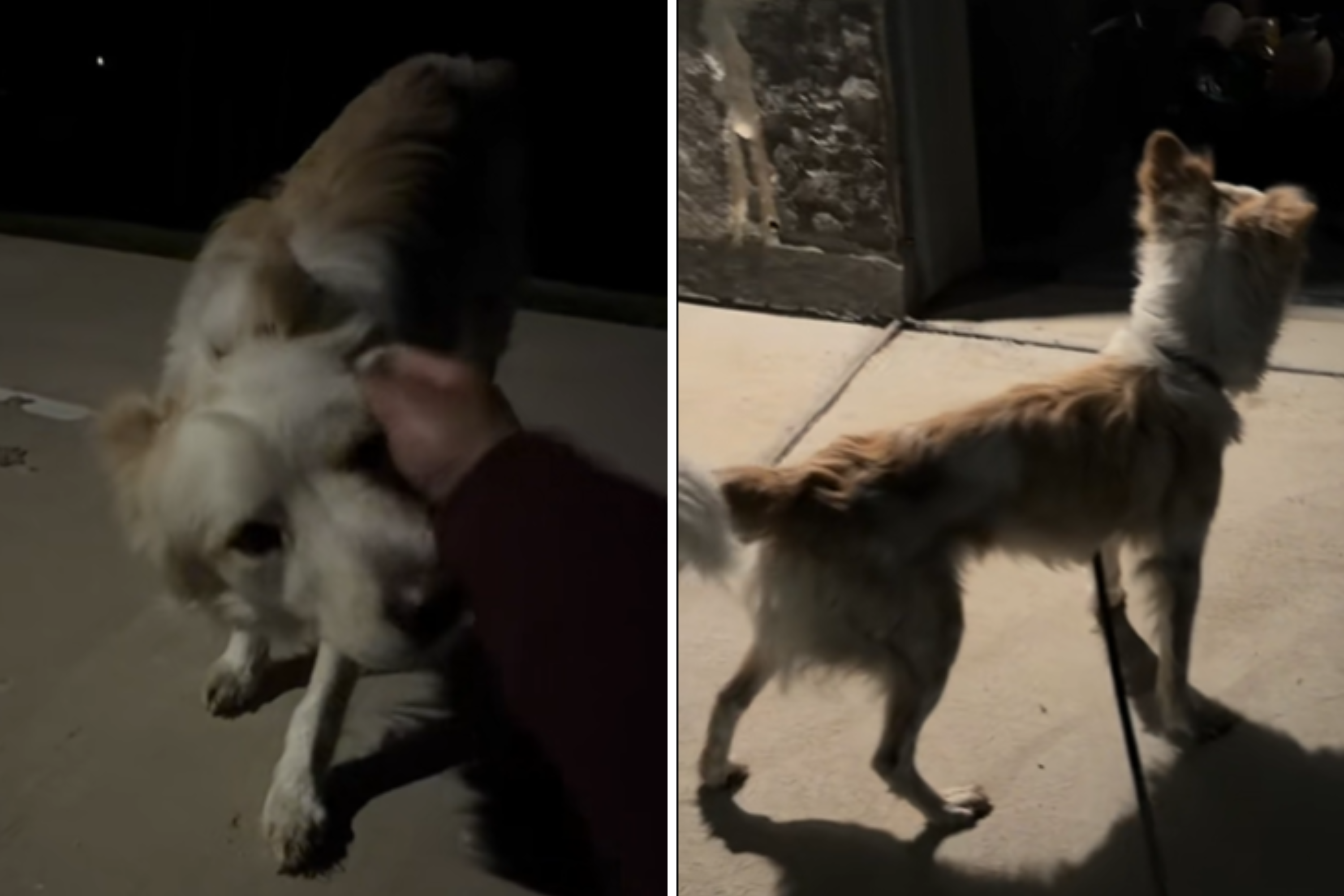 Tears at Reaction From Terrified Stray Dog As He Enters Warm Loving Home
