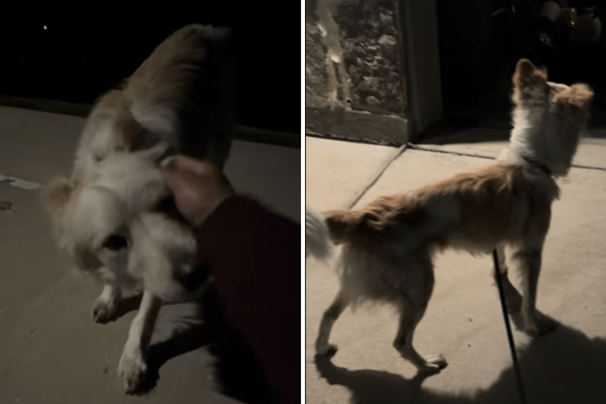 Tears at Reaction From Terrified Stray Dog As He Enters Warm Loving Home