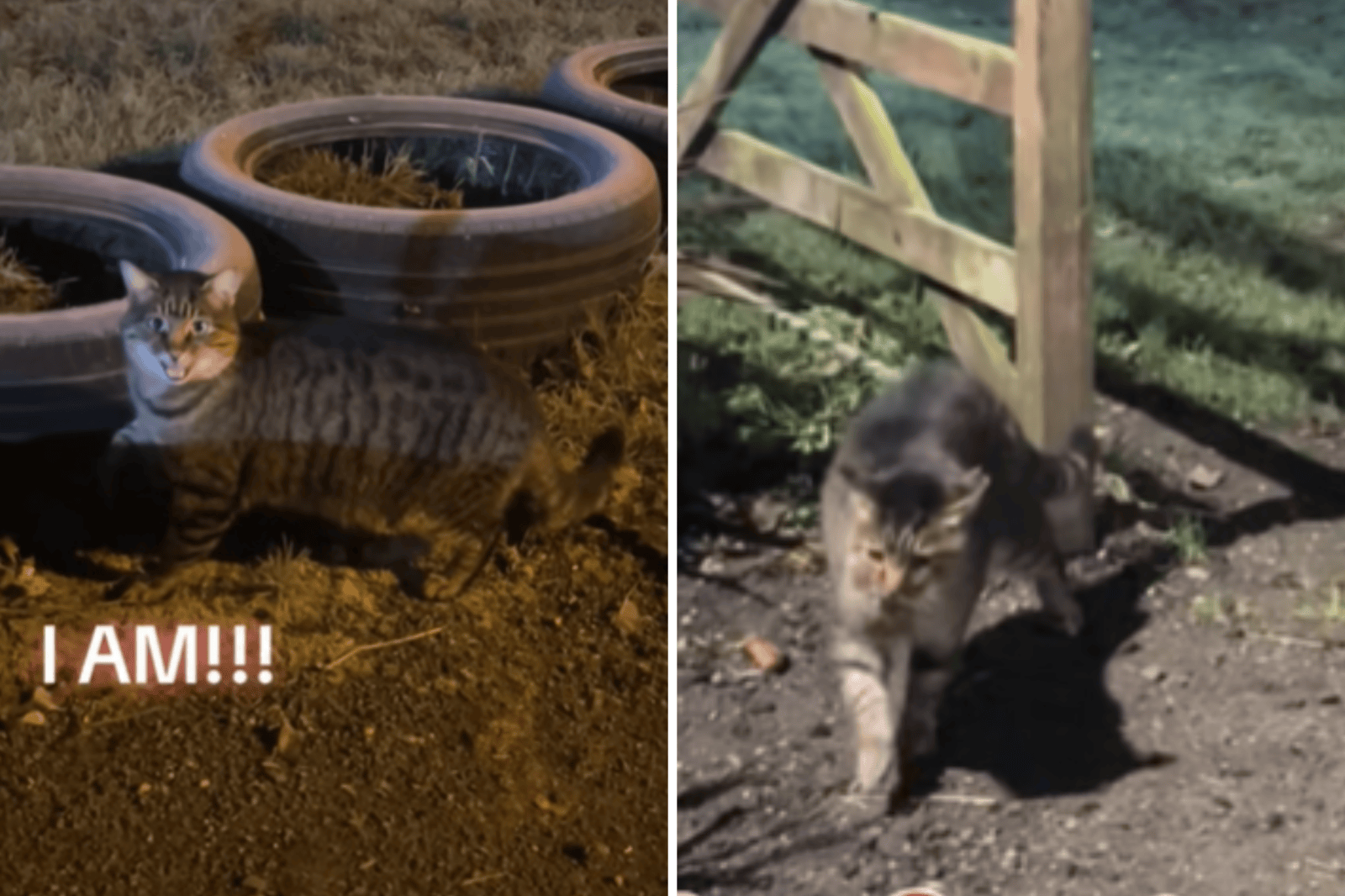 Stray' Cat Shows Up in Woman's Garden—Then Comes Jaw-Dropping