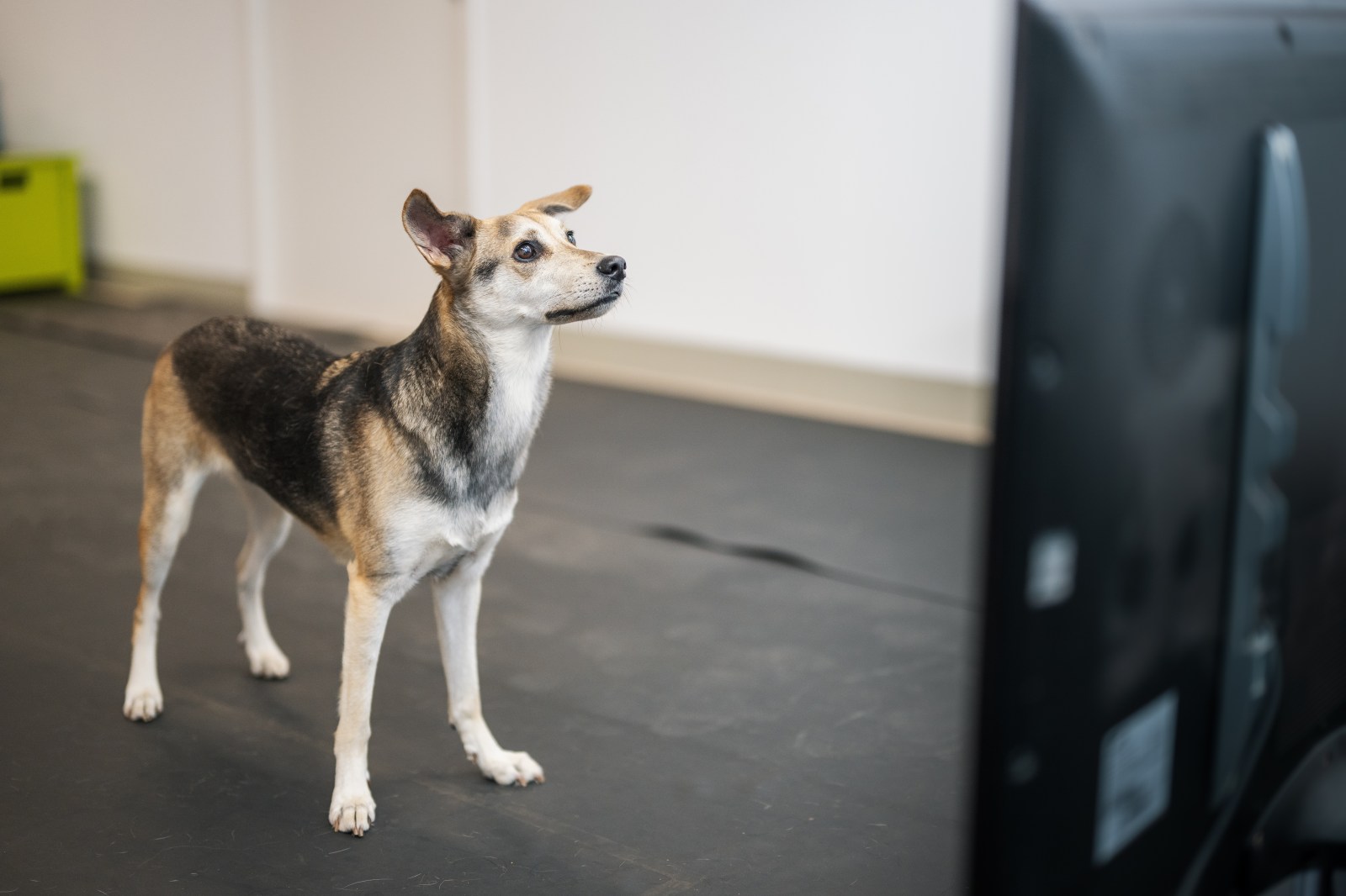  A dog listening to the human sound recordings that are played from a TV screen.
