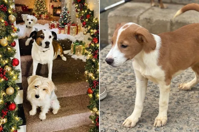Left, Cecelia, Dug and Mandy, right, Aspen, aka Mabel.