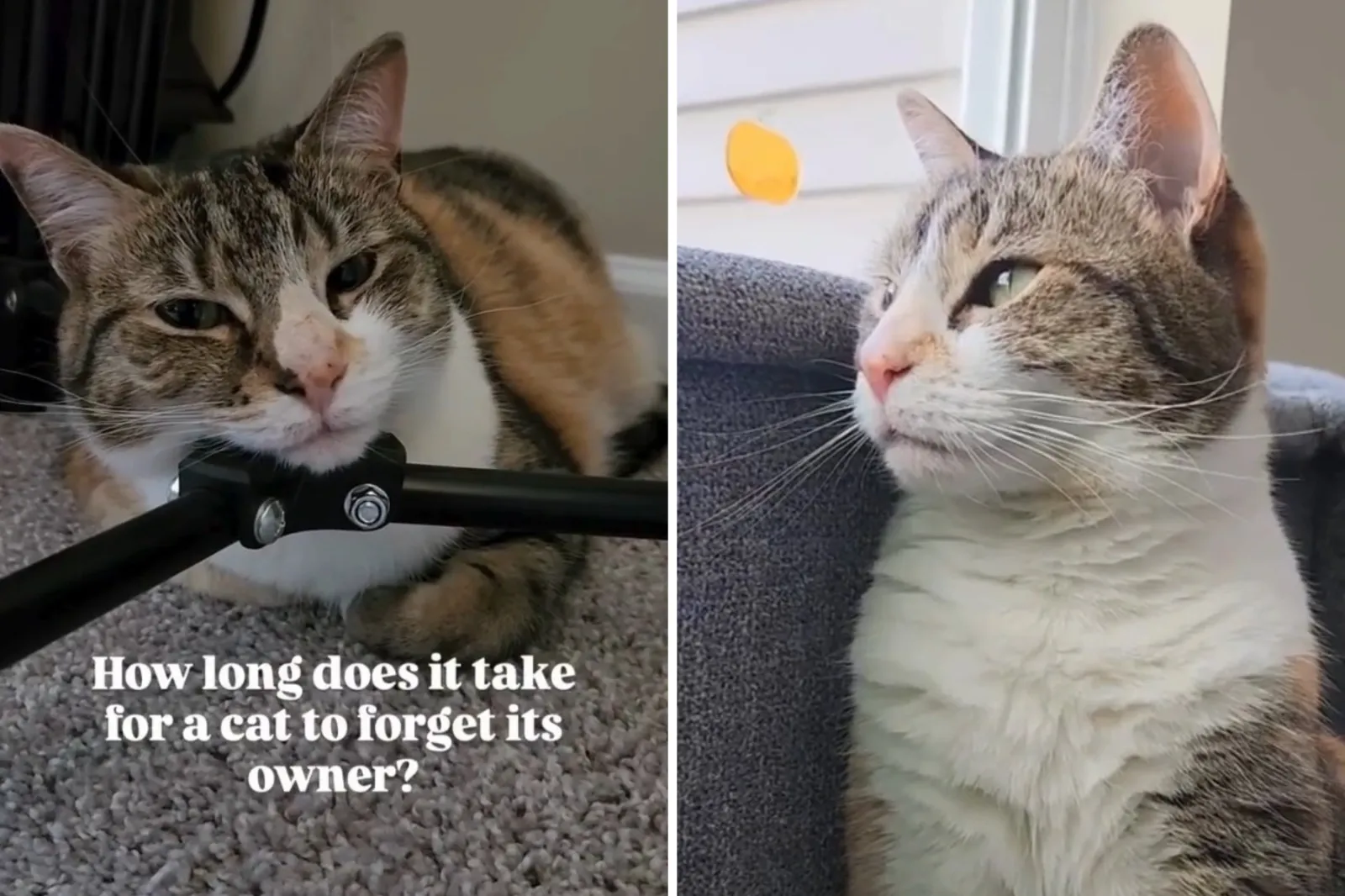 Vet Reveals How Long It Takes for a Cat To Forget You, and It’s ...
