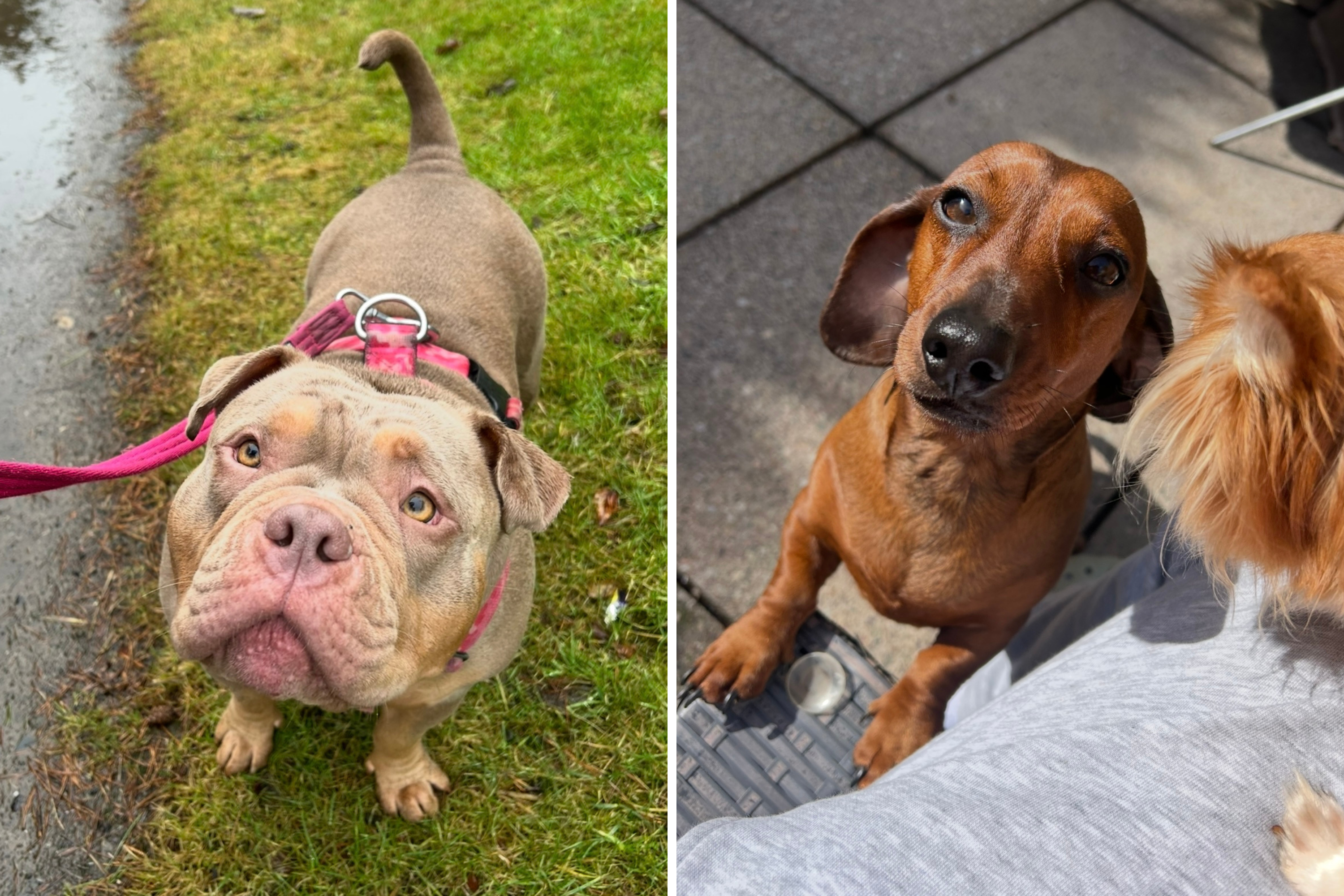 Pocket Bully and Dachshund Have Puppies, Owner Shares ‘Crazy’ Result