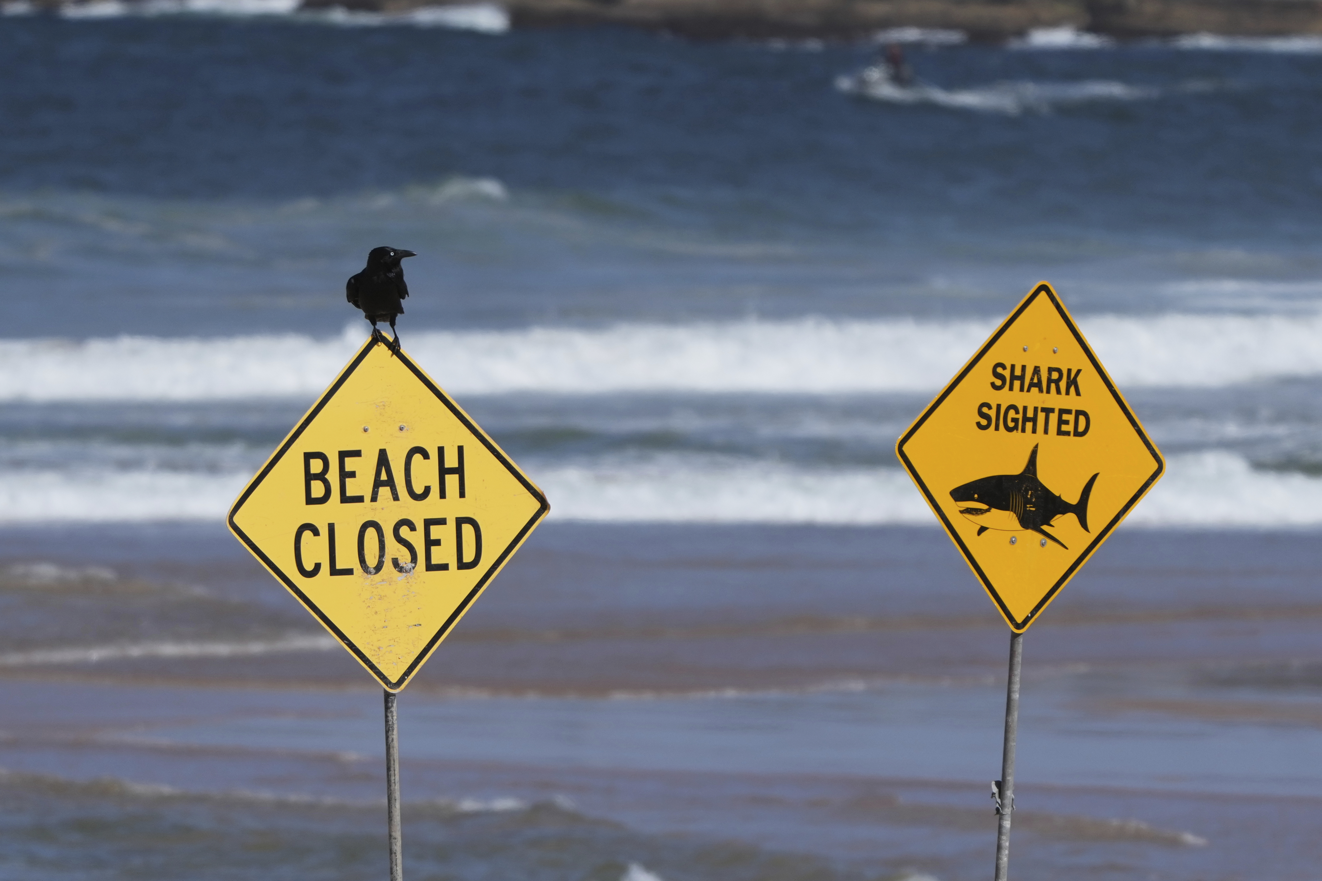 Three Shark Attacks Hit Australia Within 24 Hours