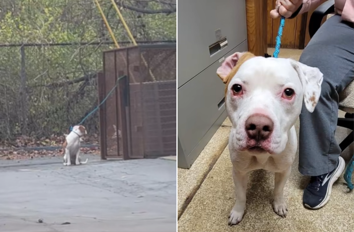 Dog Found Tied Up Outside Vet's, Staff in Shock at What Microchip Reveals