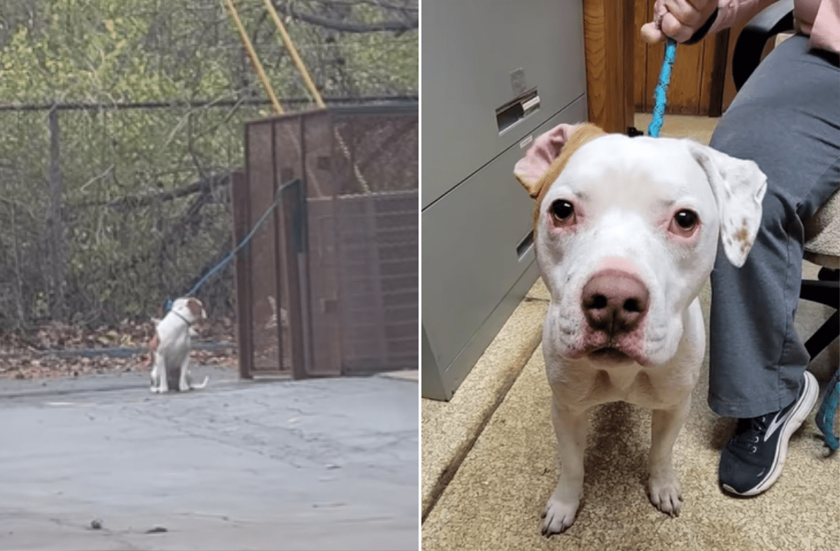 Dog Found Tied Up Outside Vet’s, Staff in Shock at What Microchip Reveals