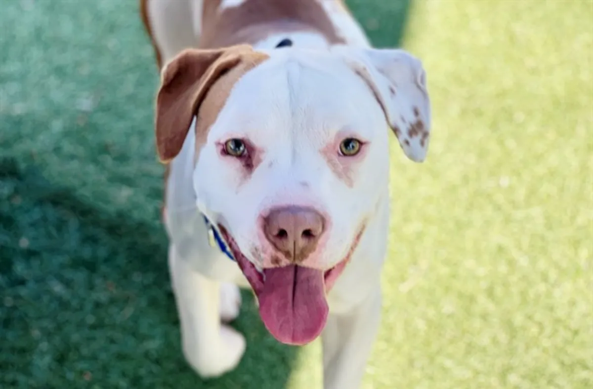 Bodee has been adopted.