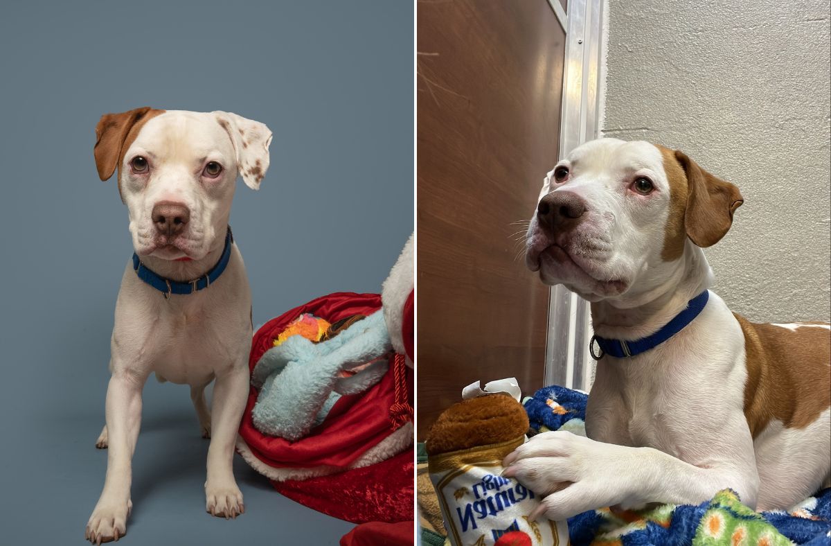 Dog Found Tied Up Outside Vet’s, Staff in Shock at What Microchip ...