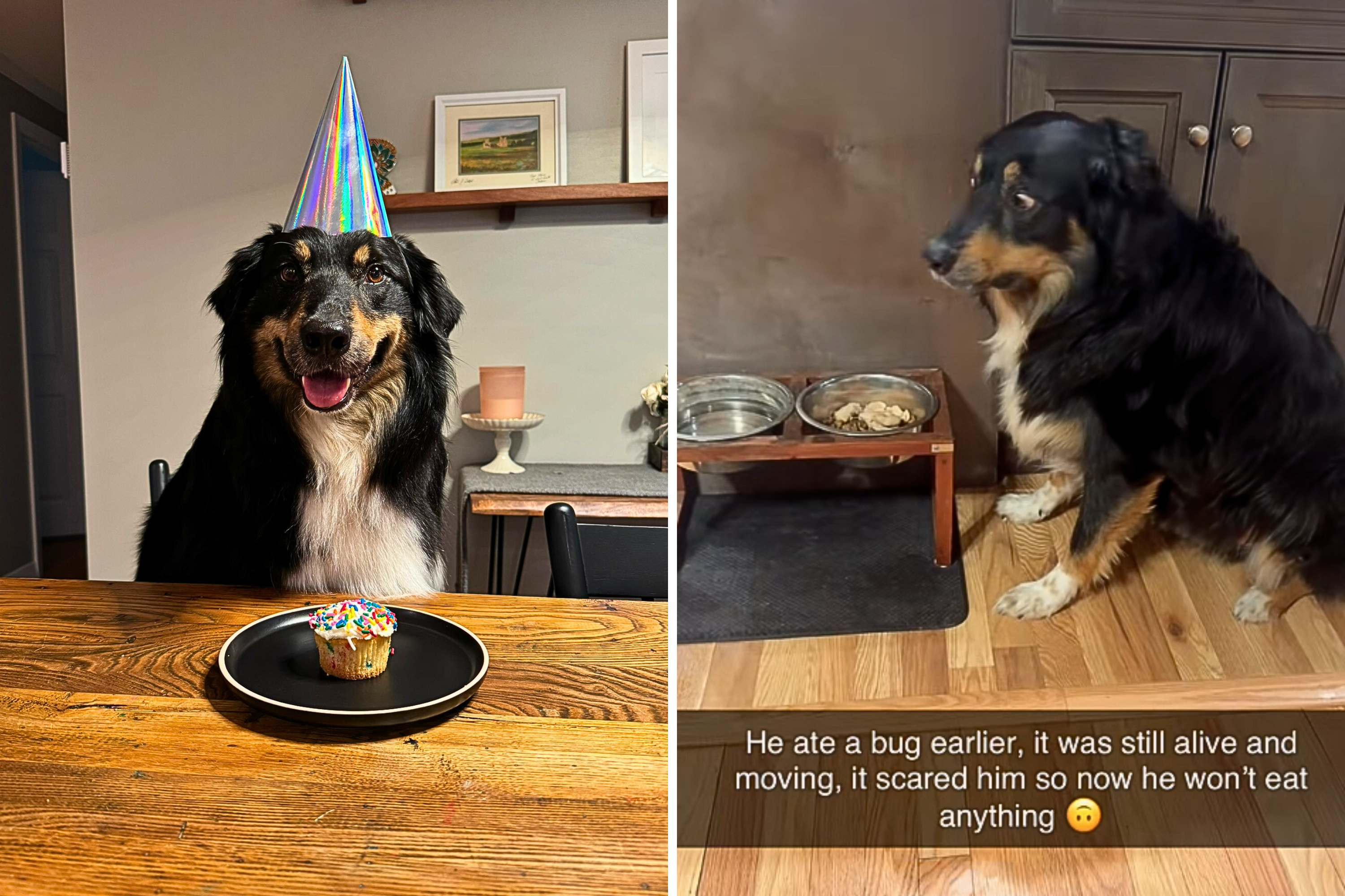 Australian Shepherd Refuses To Eat, Reason He’s ‘Scared’ Goes Viral