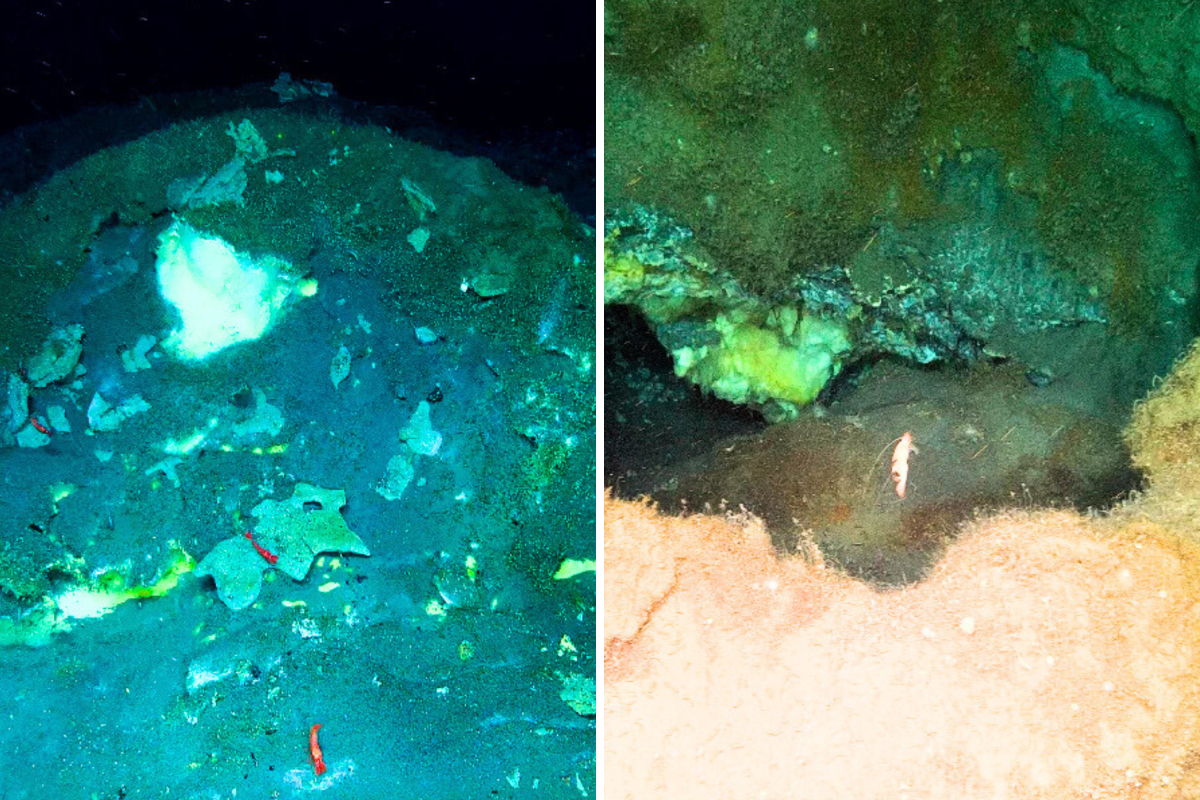Deep-sea oasis discovered 2.5 miles below Arctic stuns scientists