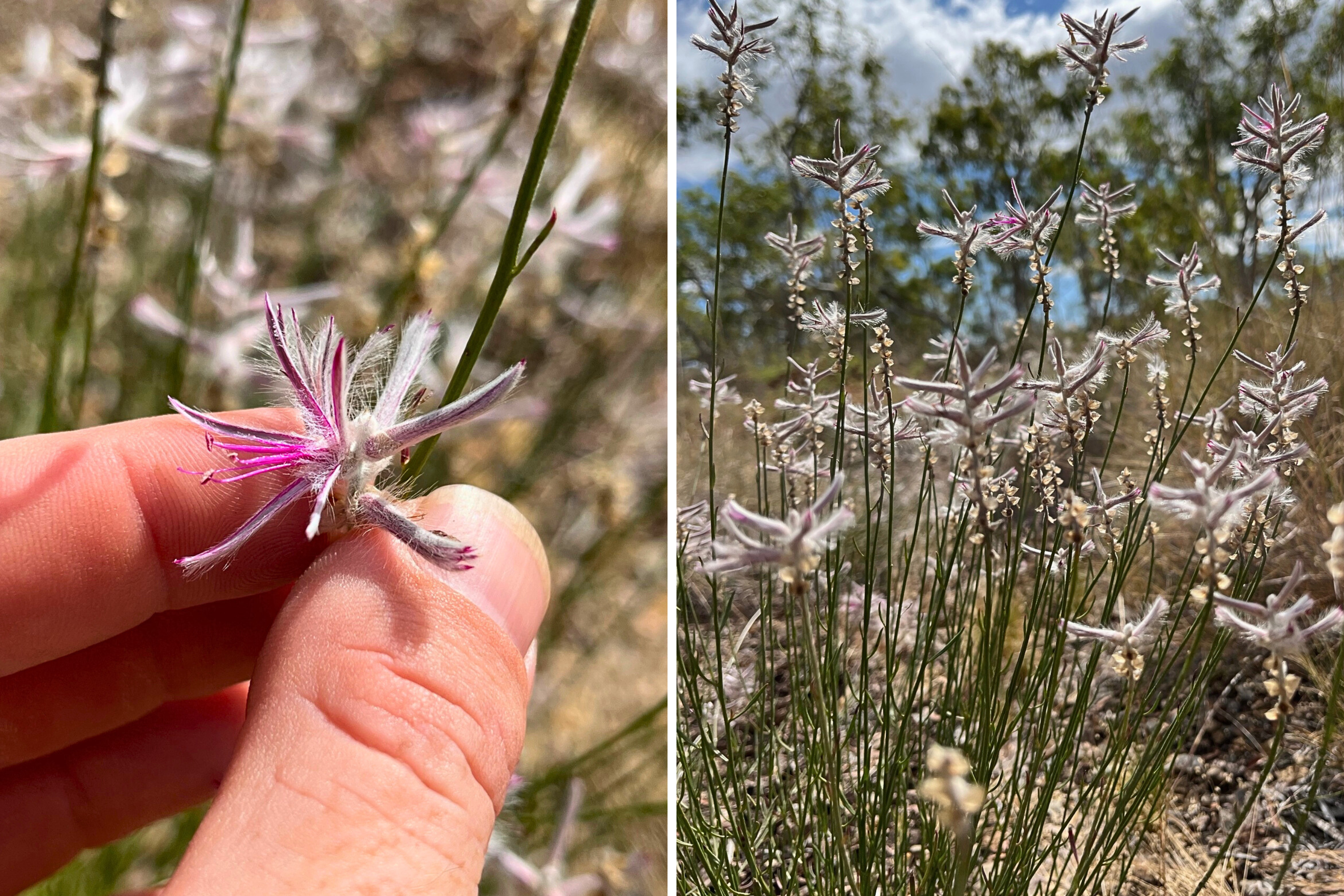 Plant Believed Extinct For Half A Century Suddenly Found In Unexpected Spot