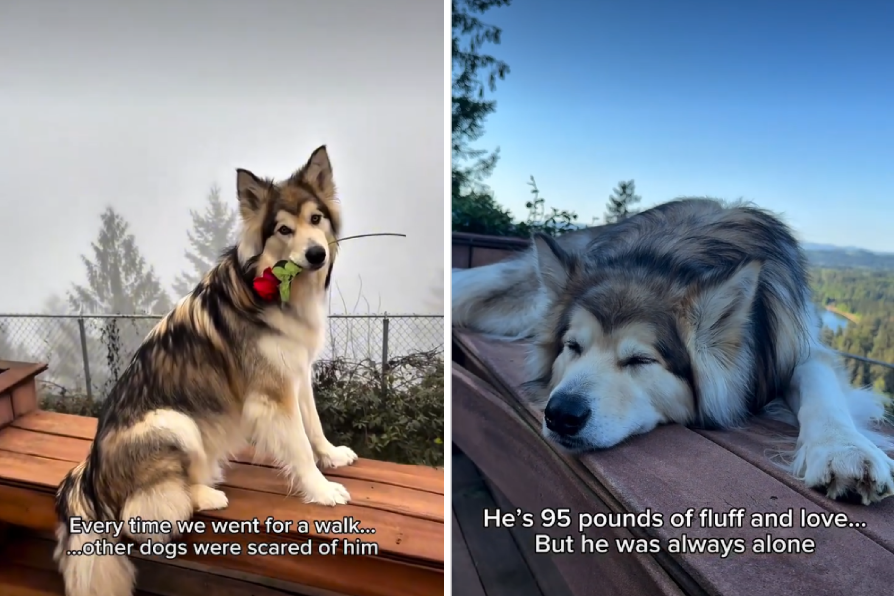 Alaskan Malamute Never Had a Friend As Dogs Were Scared—Then Things Changed