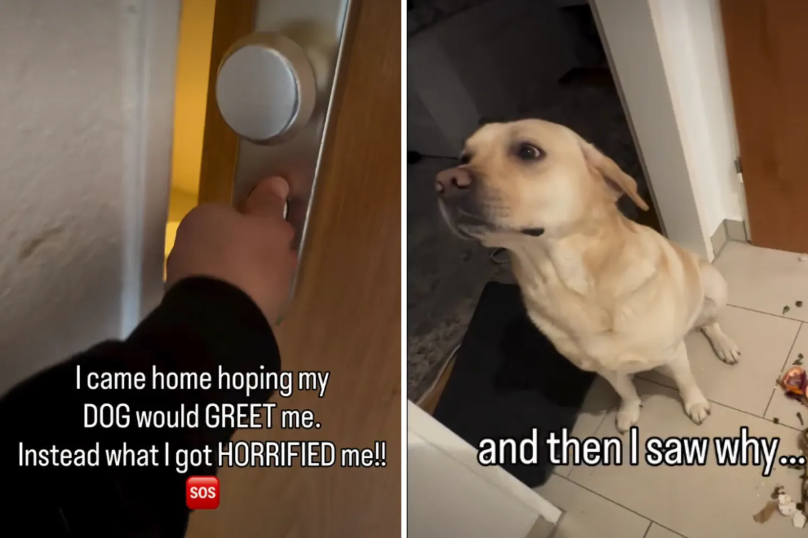 Labrador Doesn’t Greet Owner at Door—Left ‘Horrified’ What He Finds ...