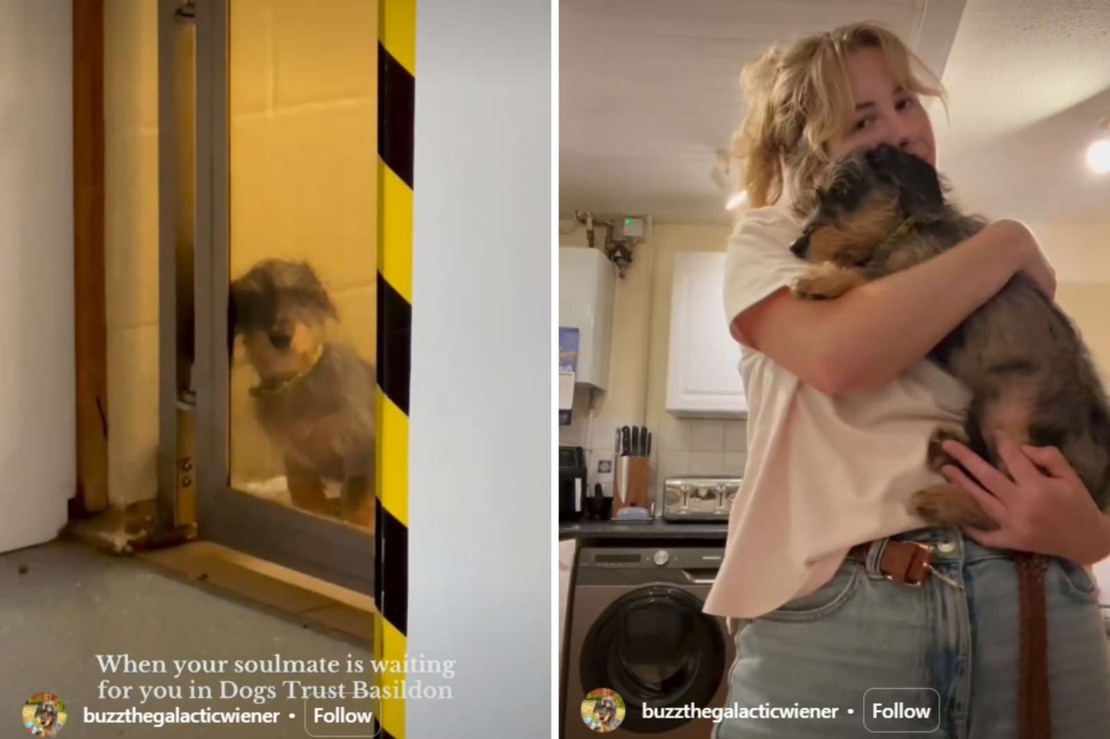 Exact Moment Woman Finds Her 'Soul Dog' in Shelter Leaves Viewers