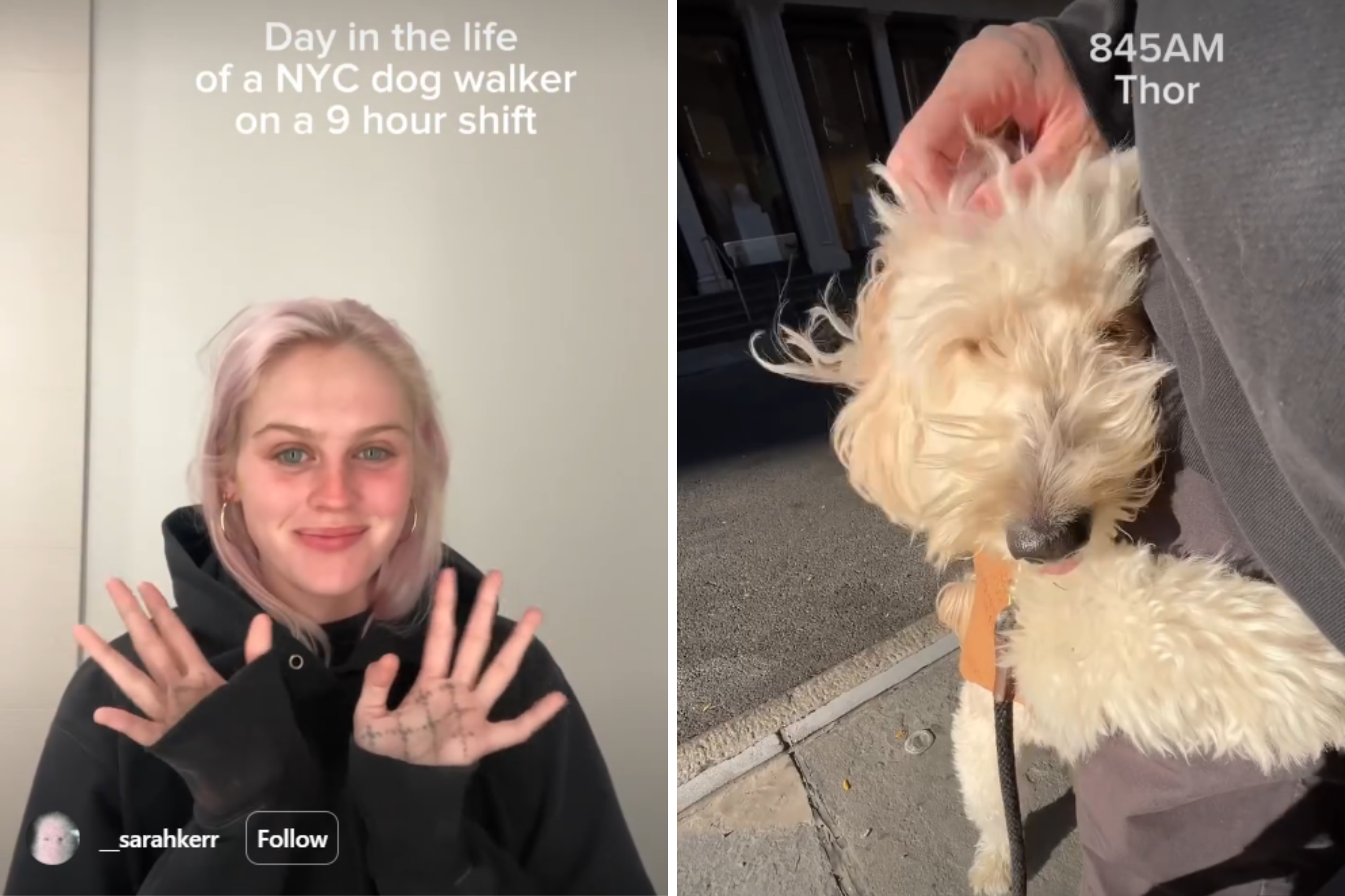 NYC Dog Walker Reveals Truth About Her 9-Hour Working Day—It Goes Viral