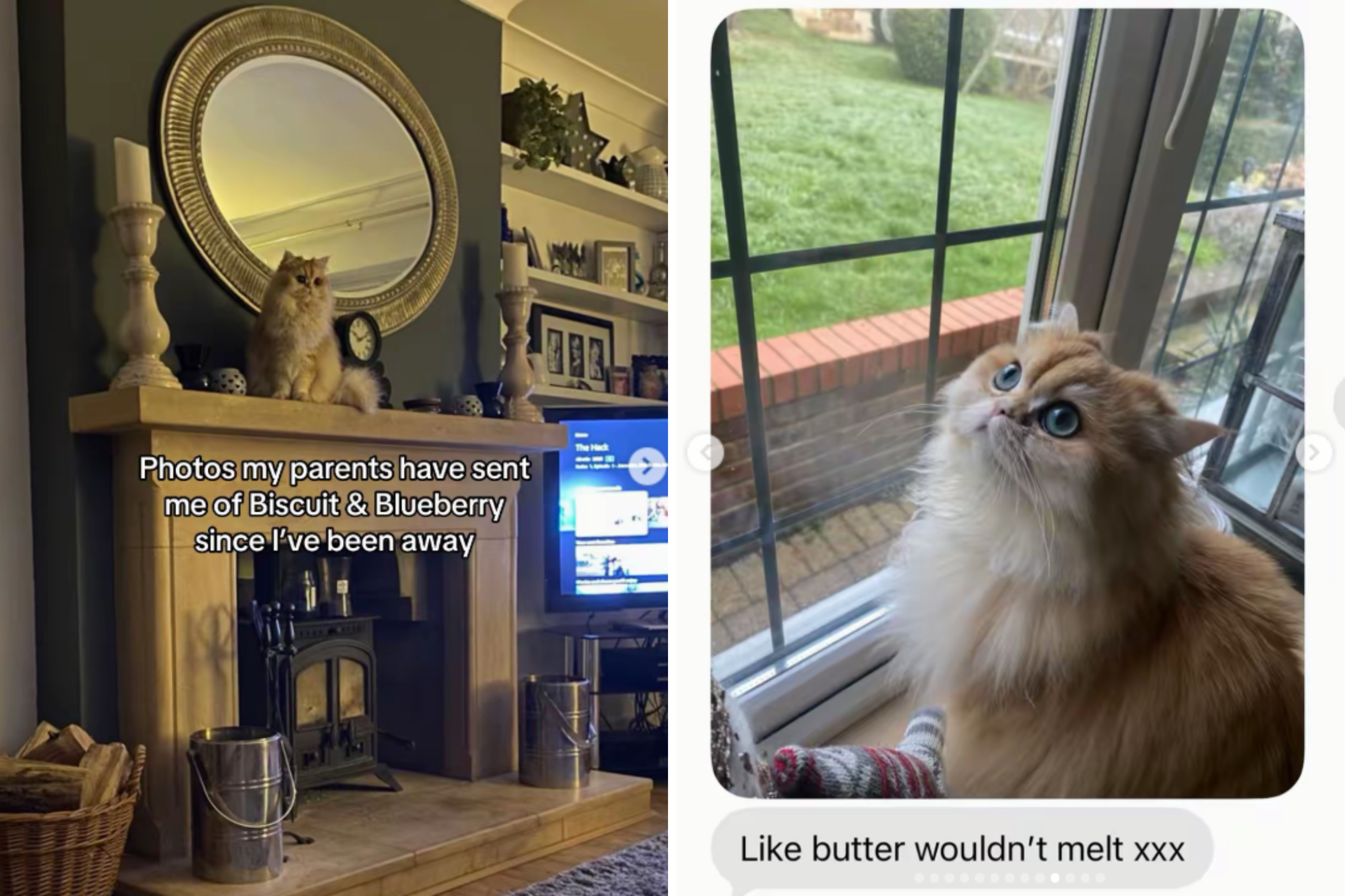 Cat Owner Leaves Pets at Parents for Weekend—Then the Photos Start Arriving