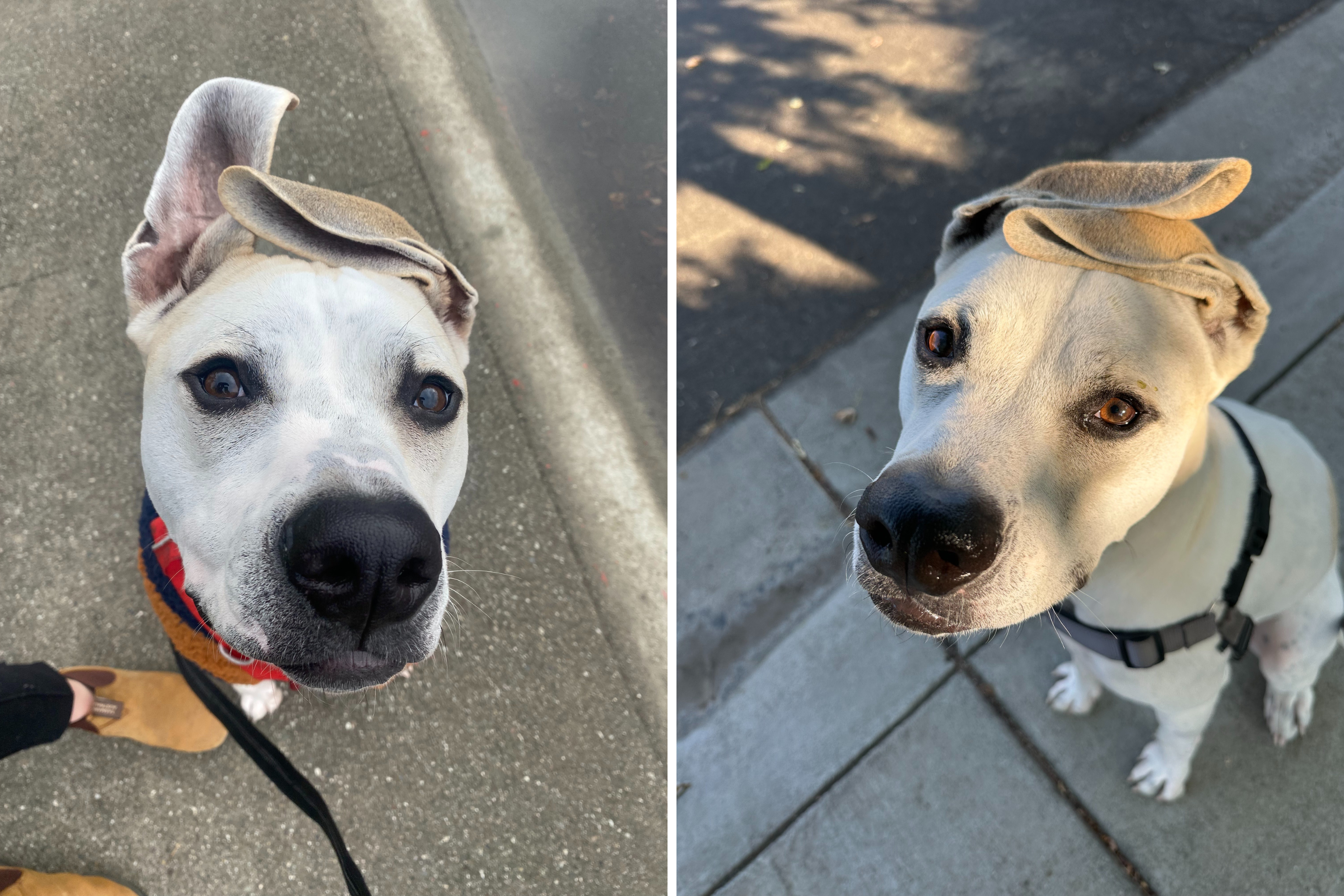 Great Pyrenees and Pit Bull Have Puppies, Viewers Obsessed With 'Wild' Ears