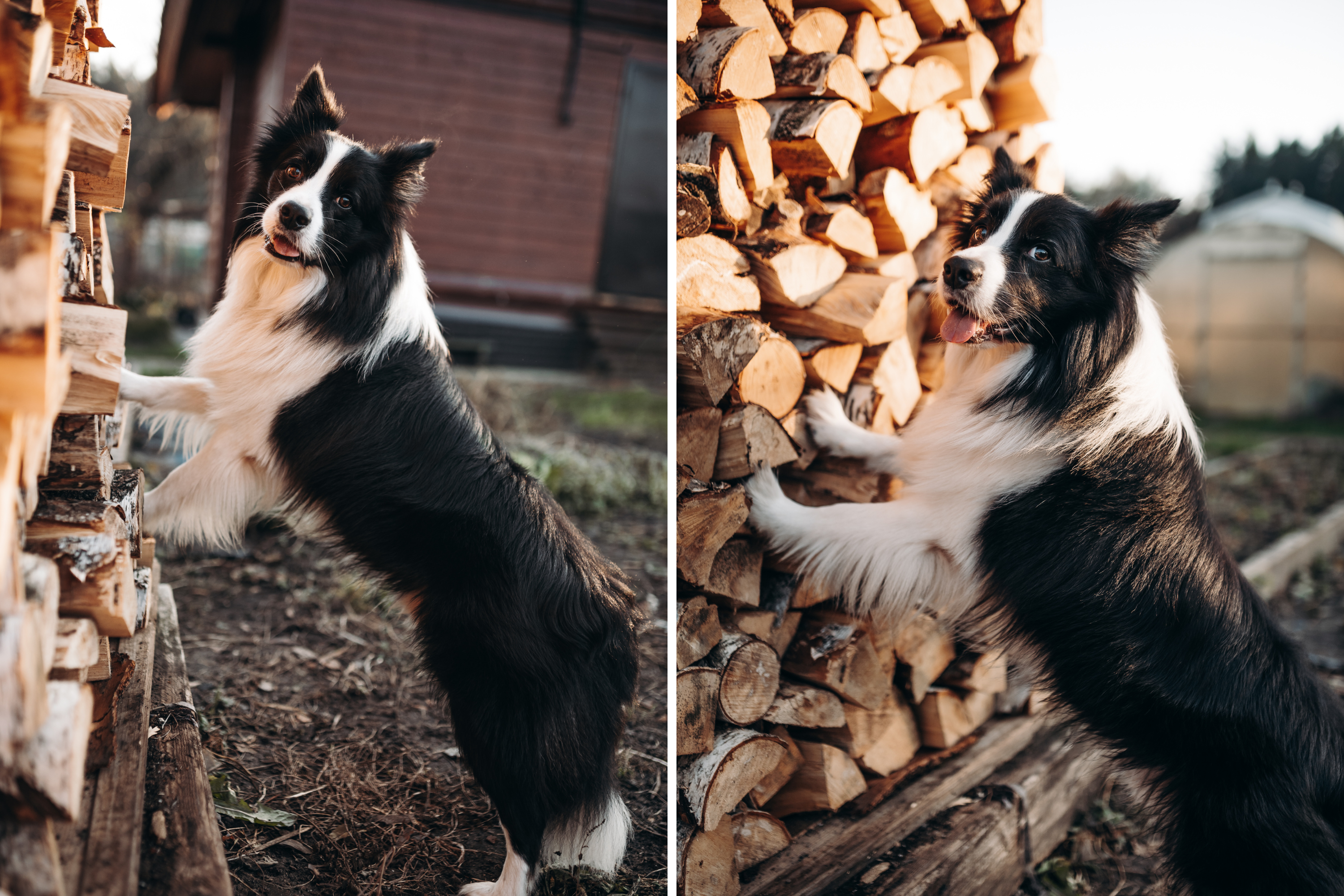 Sheep Dog Captured Helping Owner With DIY Delights Internet: ‘So Proud’