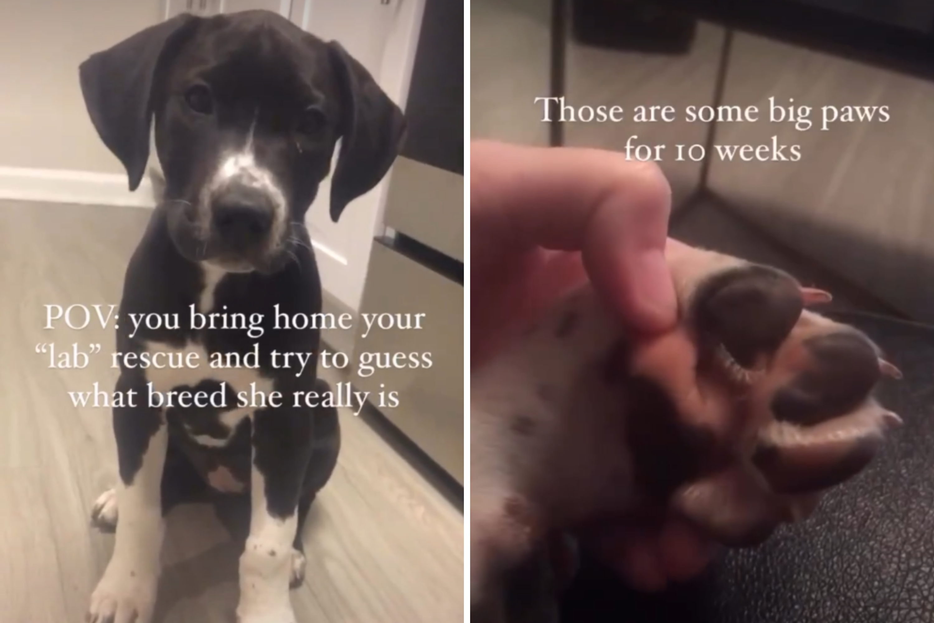 Woman Brings Home 'Lab Rescue' Puppy, Unprepared for What She Ends Up With