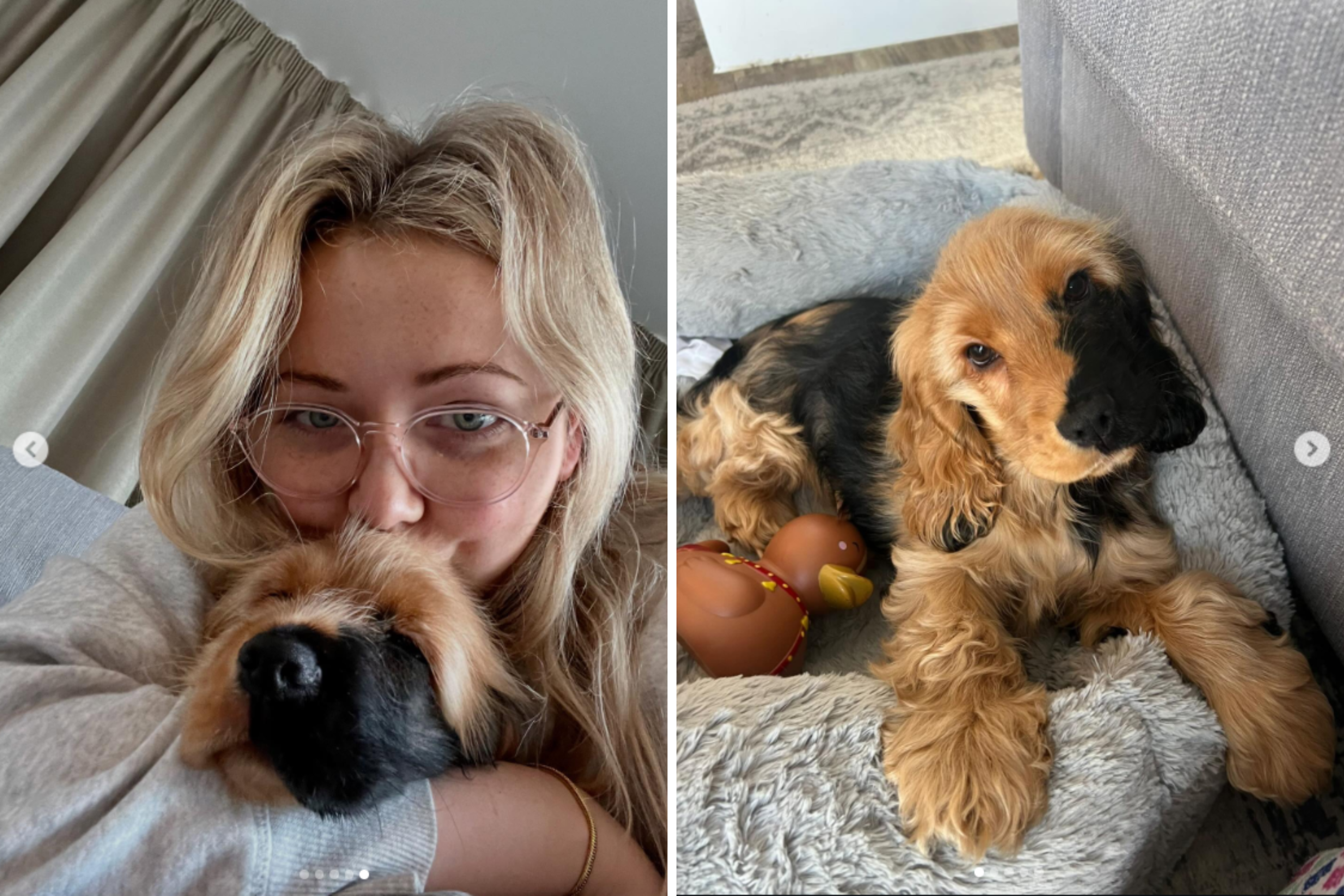 Cocker Spaniel Born With Rare Birthmark Goes Viral: ‘So Much Joy’