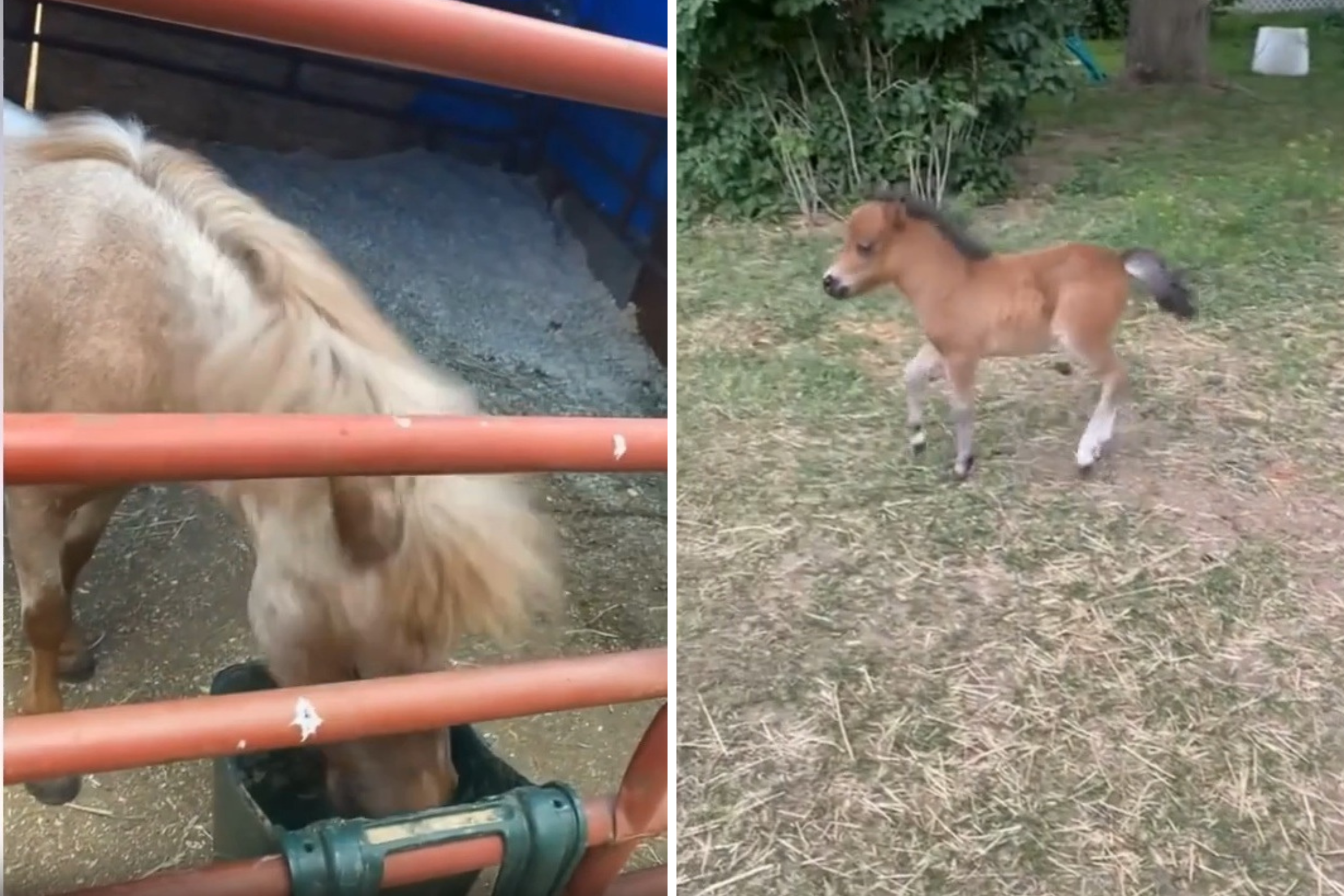 Hysterics As Hungry Horse Captured Forgetting Foal—‘She Has Priorities’