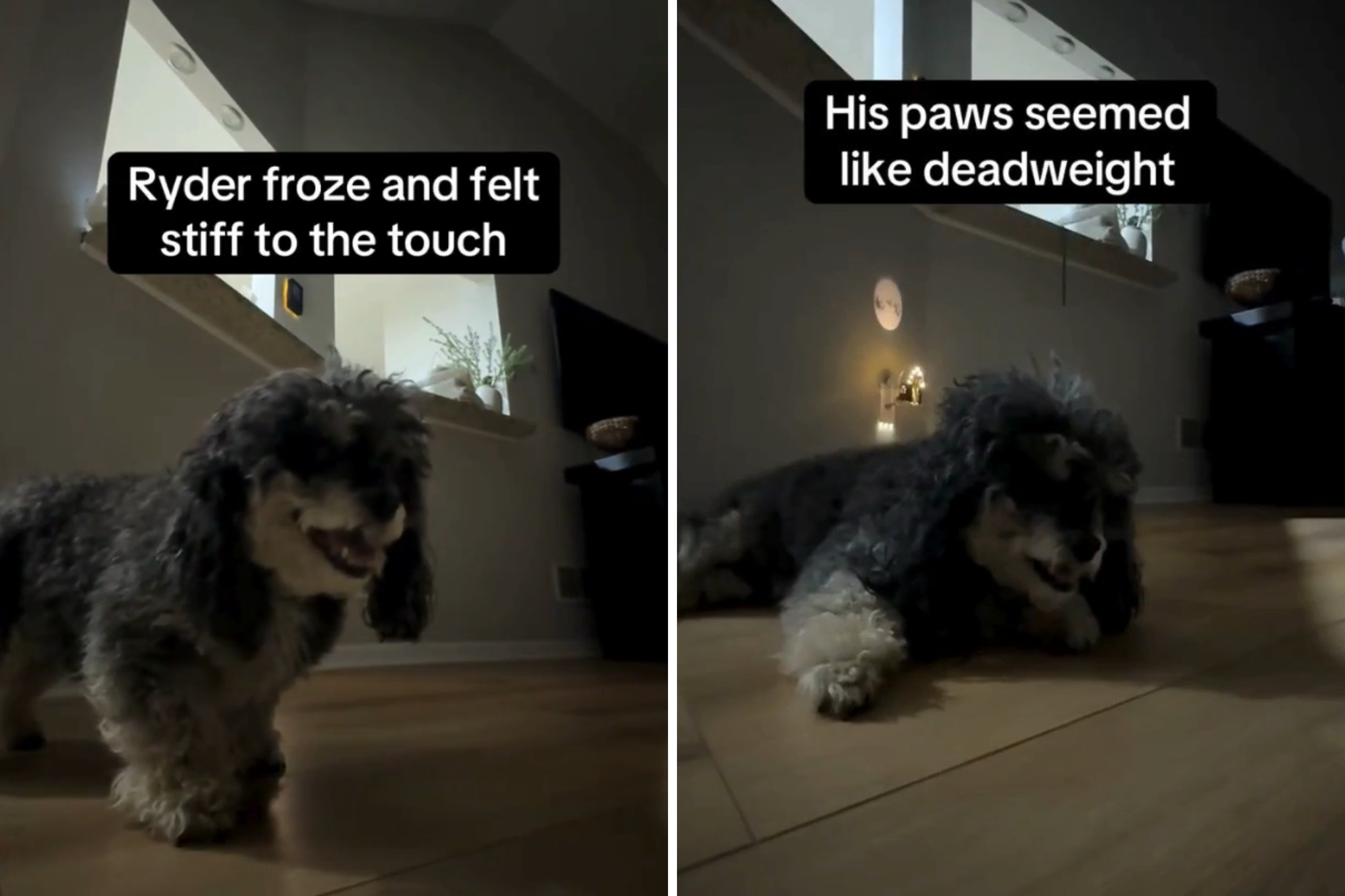 Senior Dog Sees Owner Leaving for Work at 4:15 AM, Horror at What's Captured