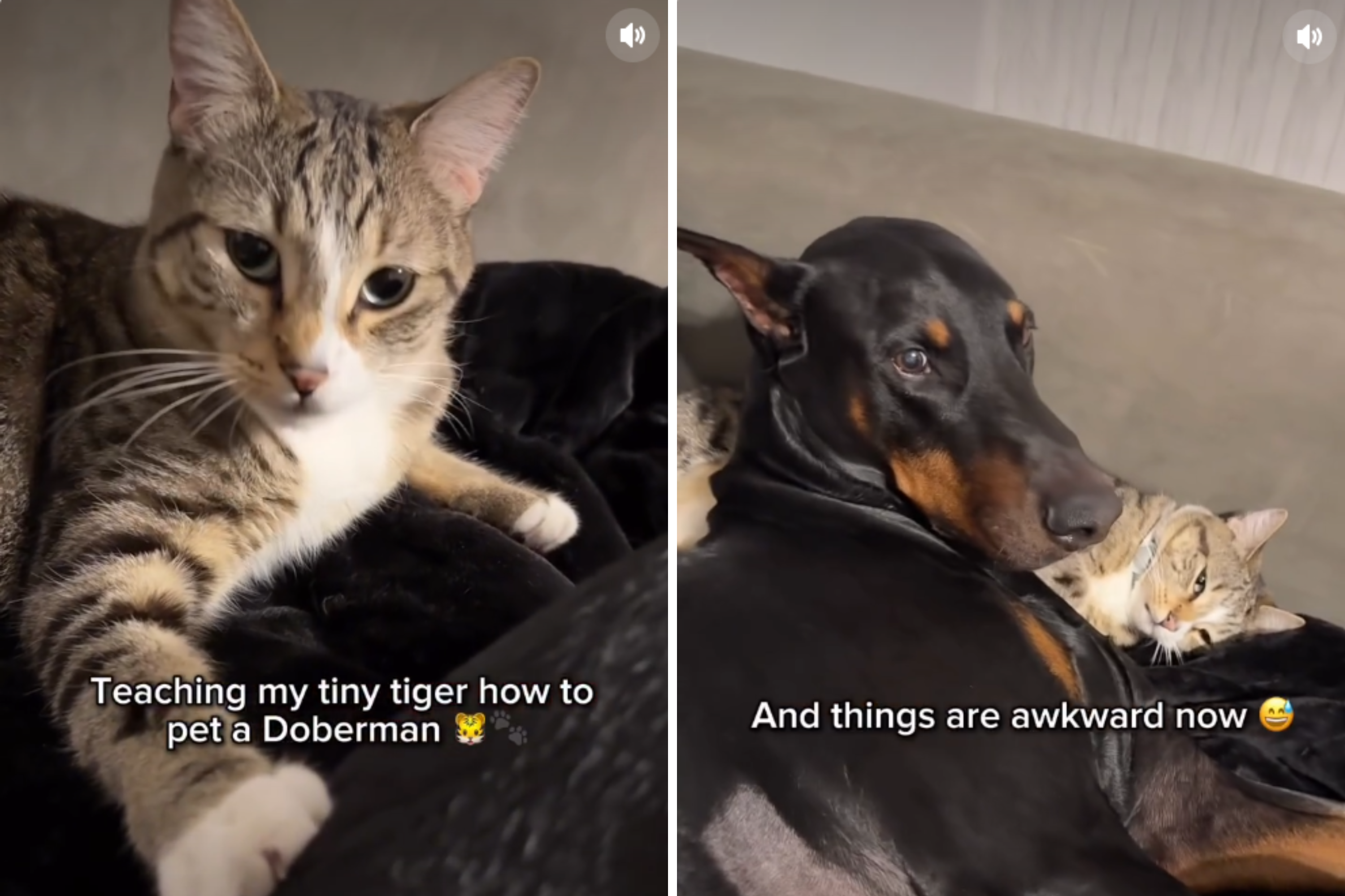Cat Being Taught How To Pet Doberman on Couch Leaves Viewers Obsessed