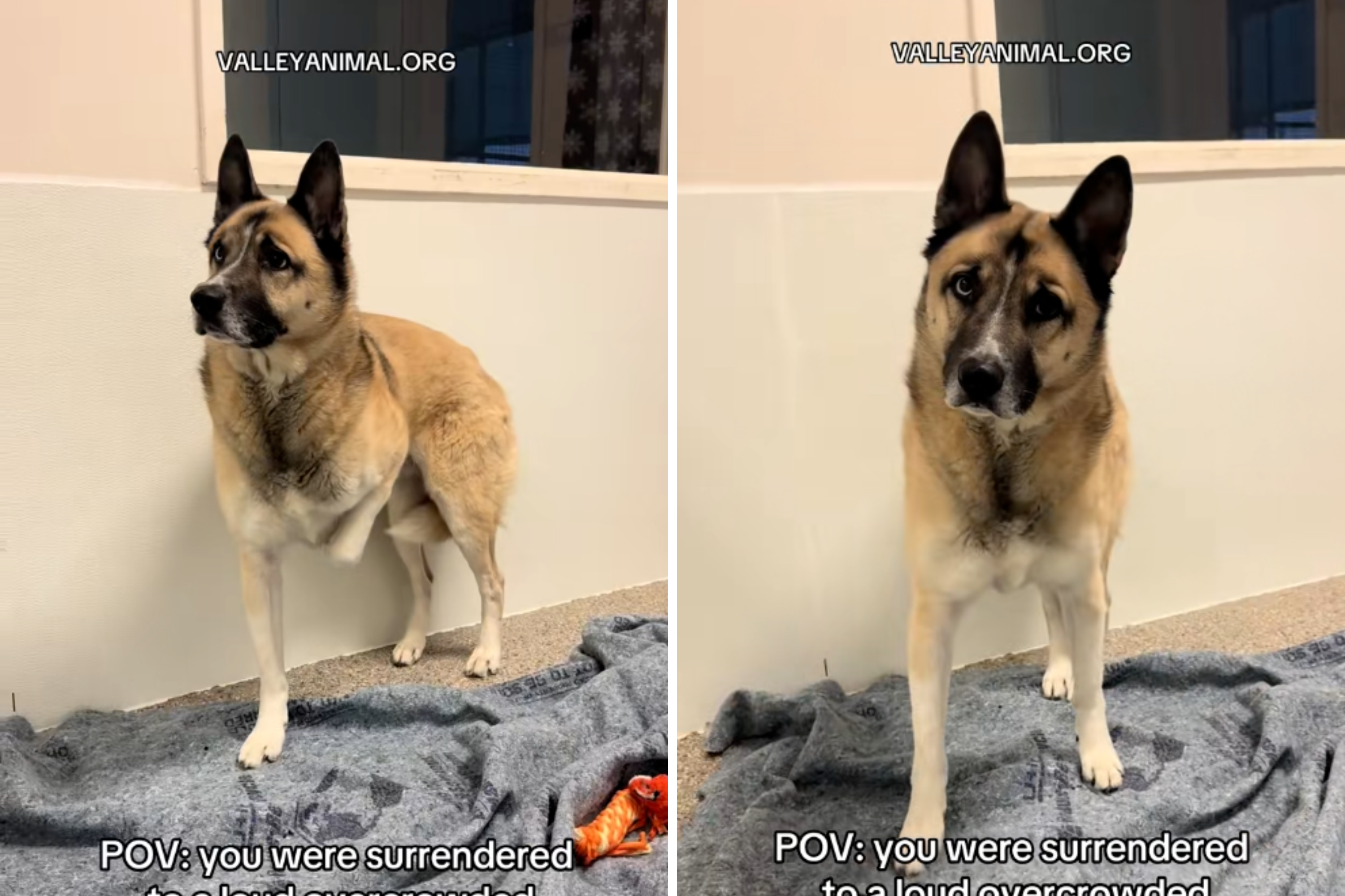 Tears As Surrendered Husky Mix Struggles in 'Loud Overcrowded' Shelter