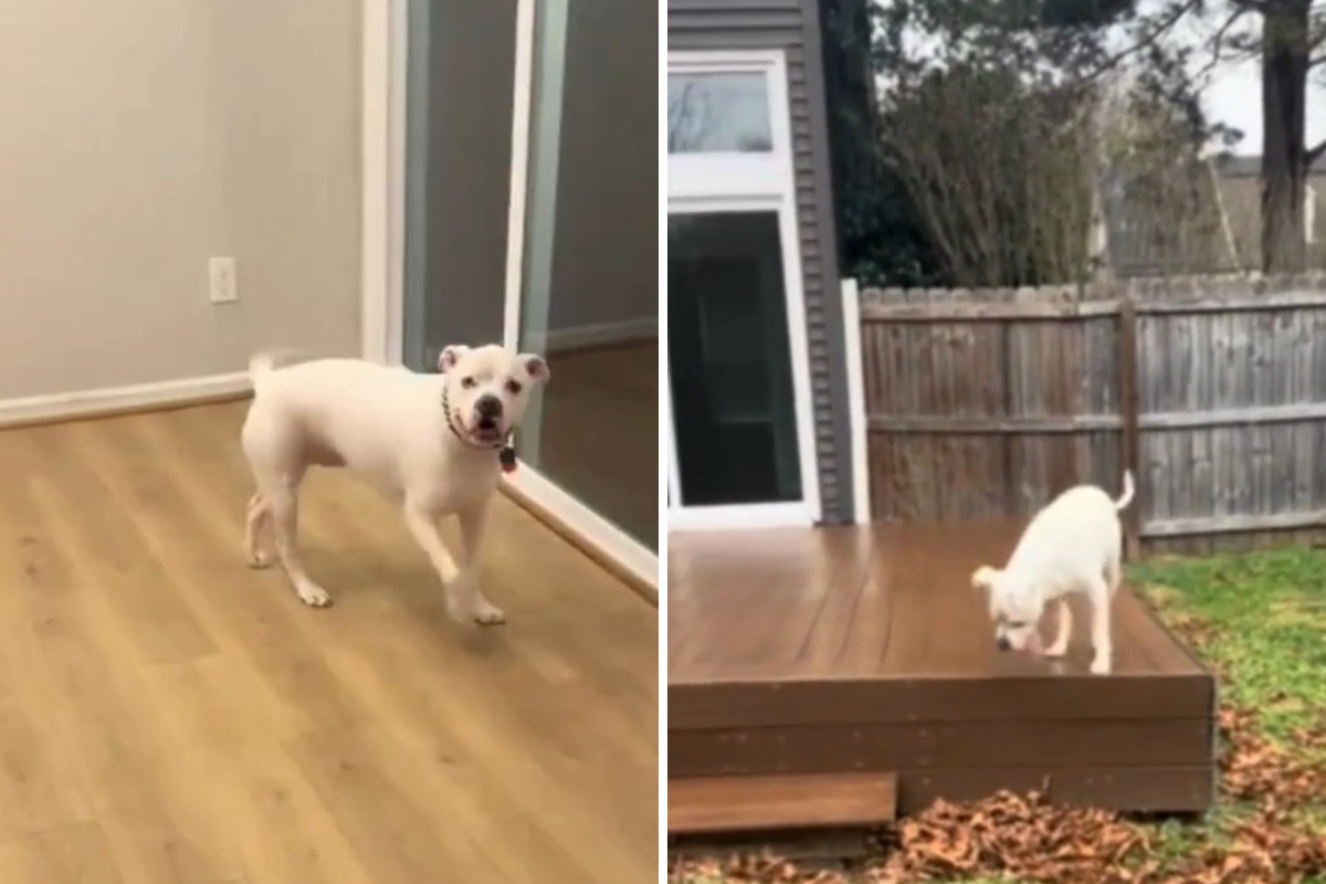 O cachorro do apartamento sabia que era bem-vindo ao quintal pela primeira vez e não decepcionou.