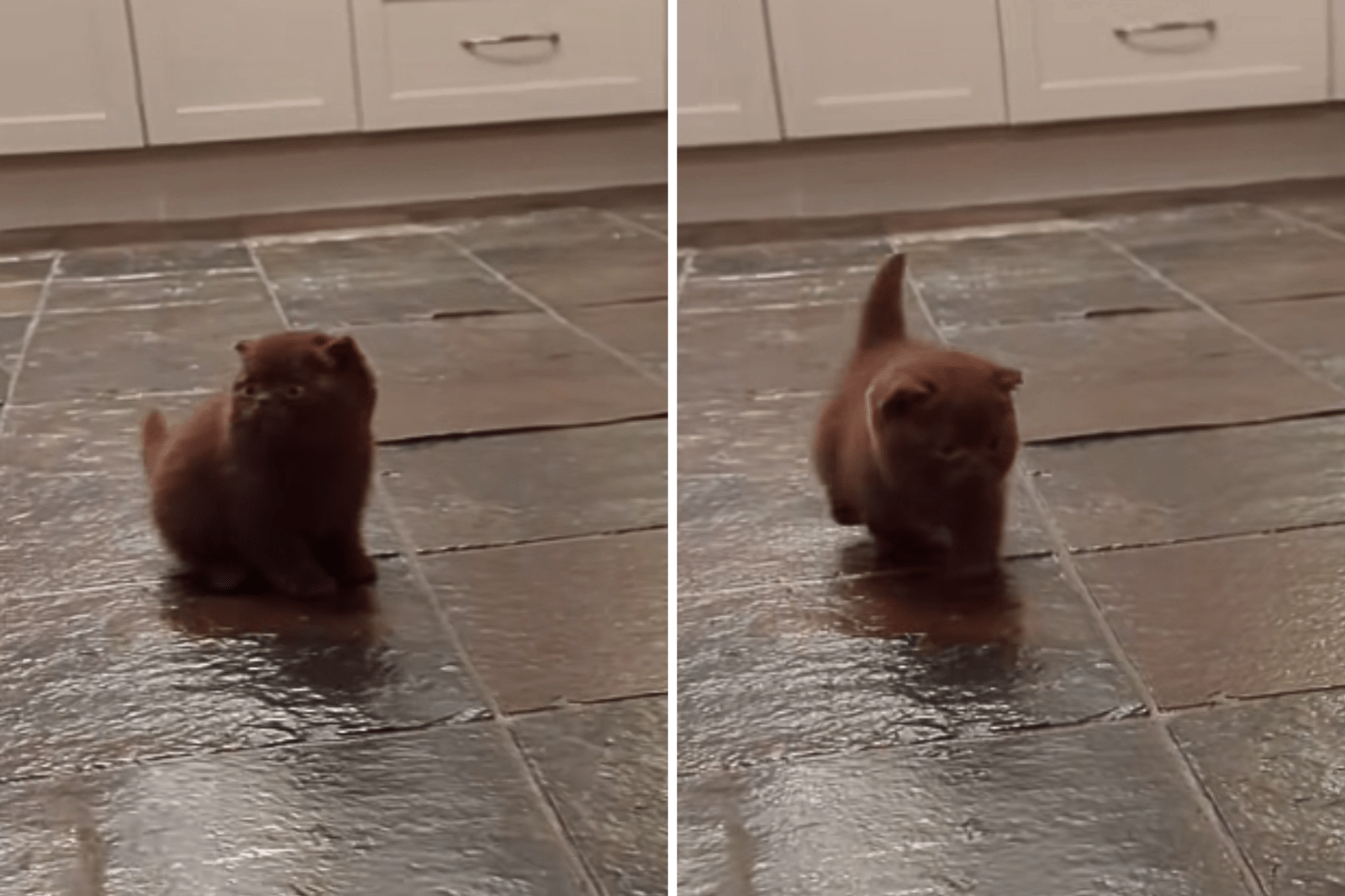 Hearts Melt as Tiny Kitten Born With Swimmer Syndrome Learns How To Walk
