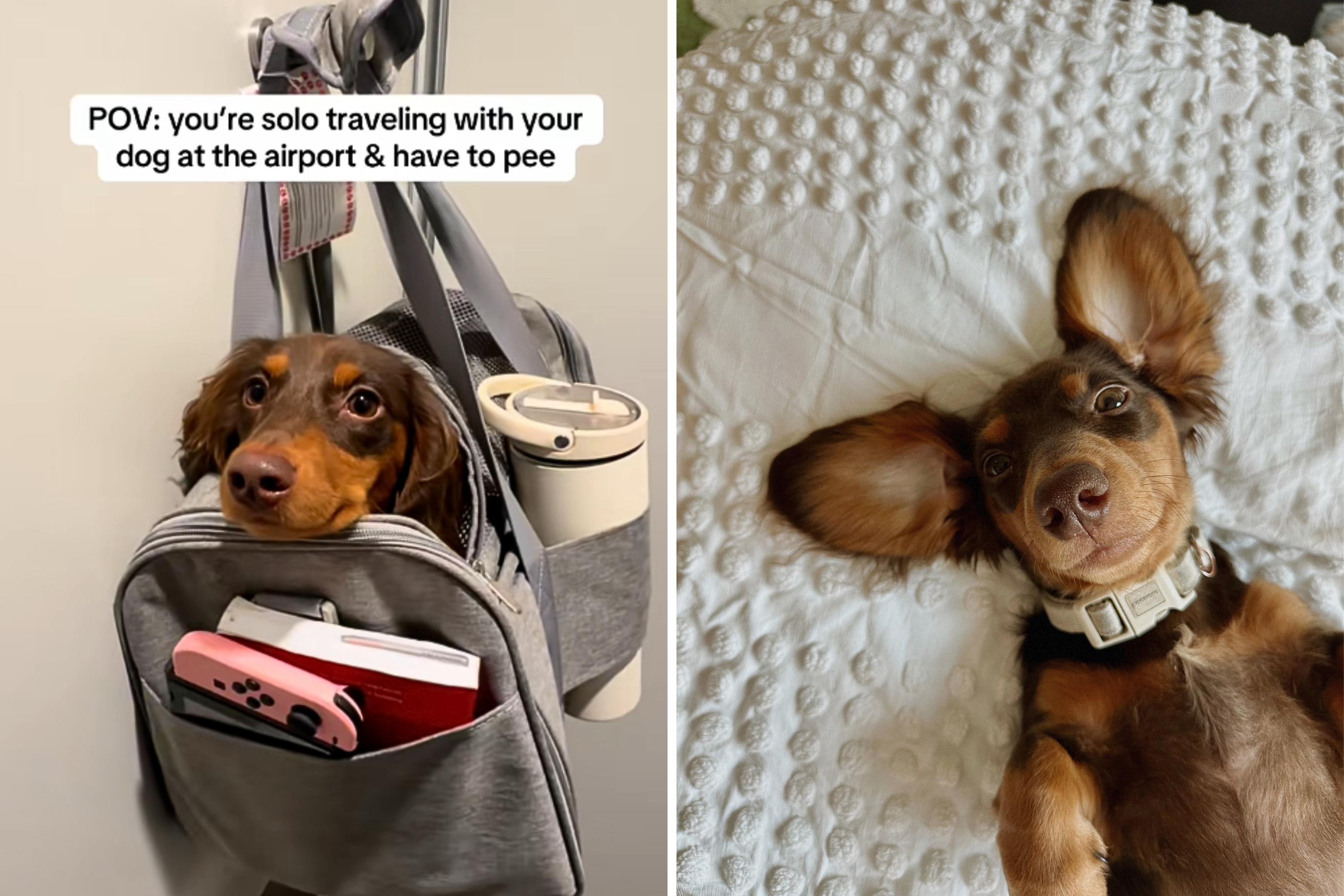 Dachshund Owner Flies Solo With Dog, Disbelief at How She Goes to Bathroom