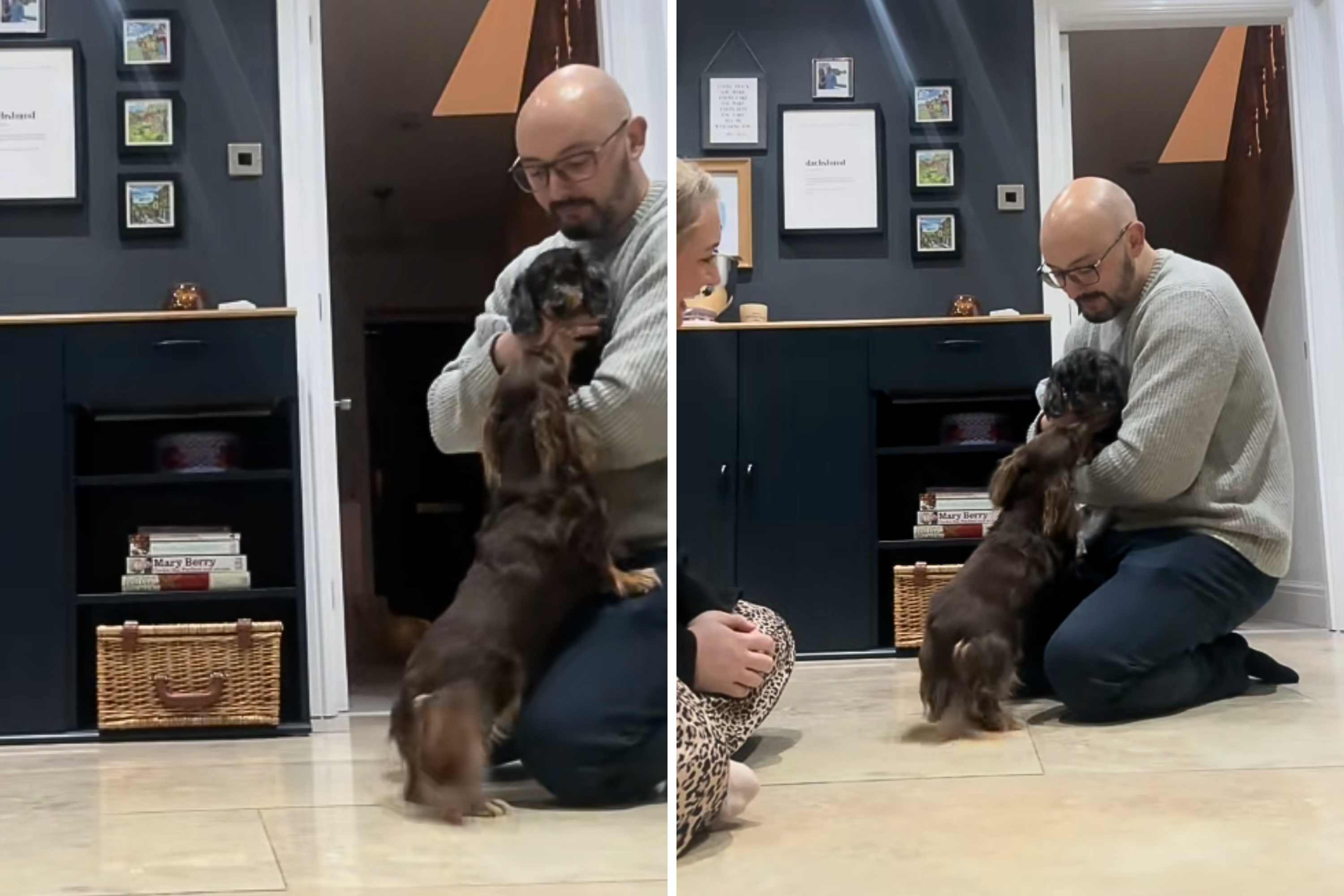 Miniature Dachshund Meets Puppy Sibling for First Time—Tears at What’s Next