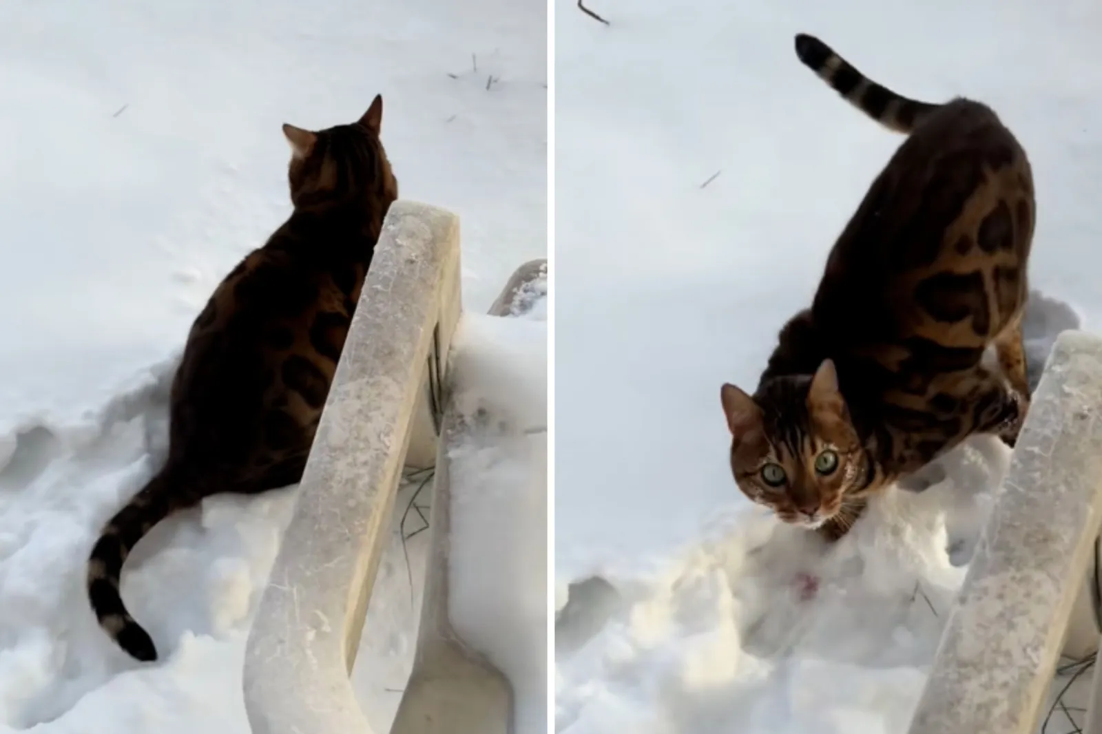Cat relieves himself in snow