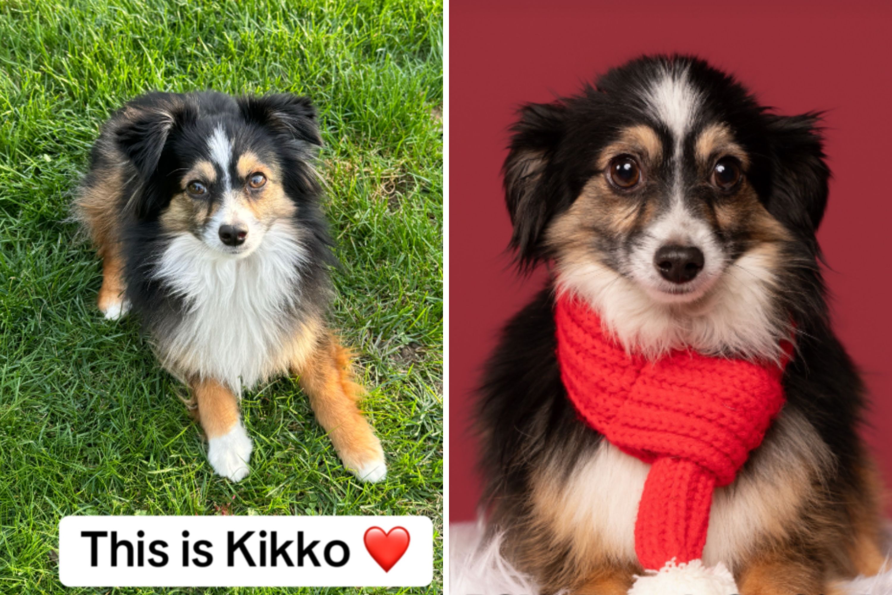 Woman Searching for Lost Dog Shocked at Celebrity Who Reposts Her Story