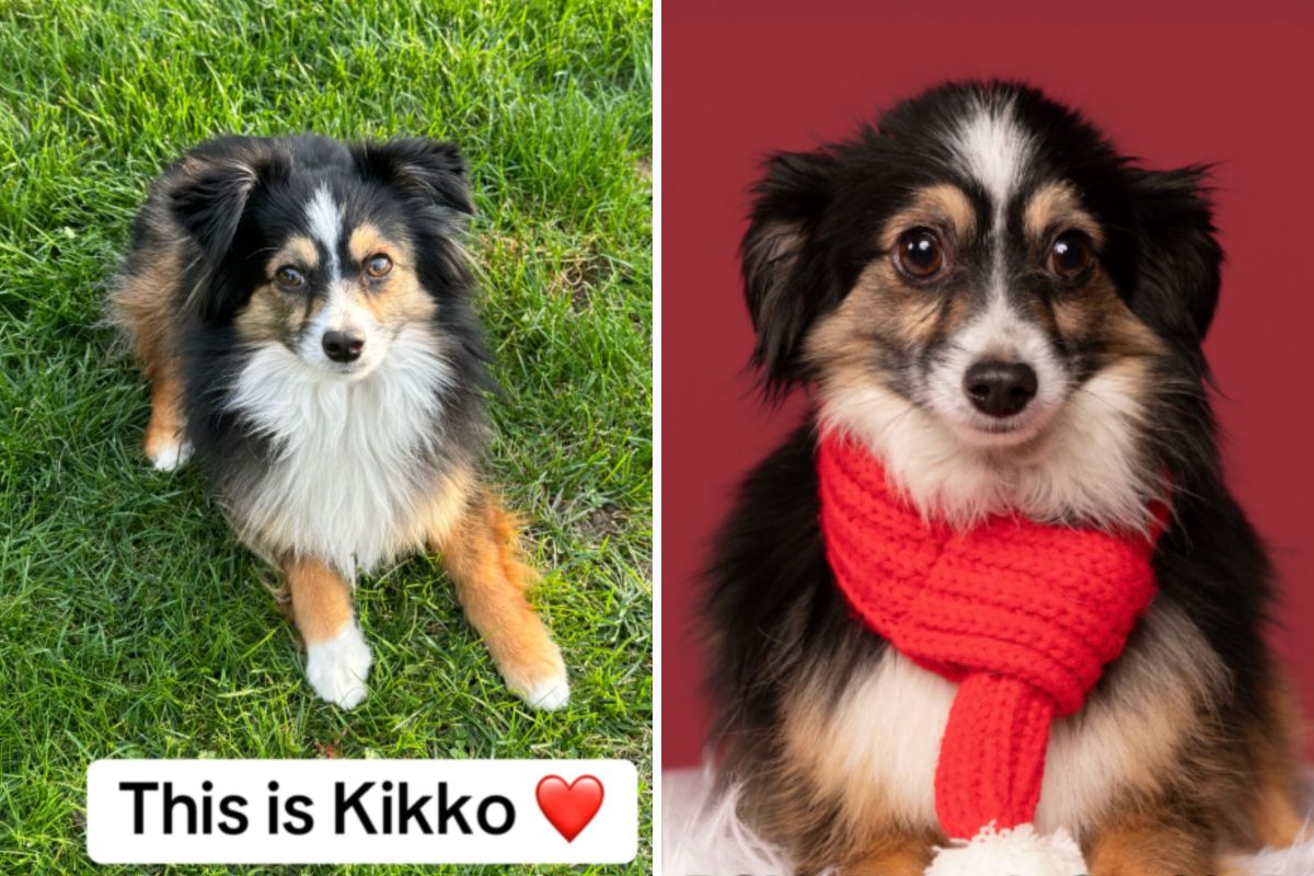 Woman Searching for Lost Dog Shocked at Celebrity Who Reposts Her Story