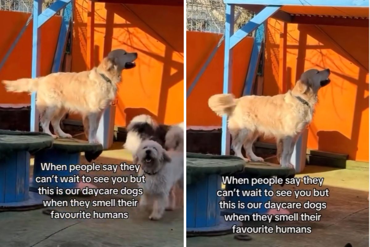 Golden Retriever Realizes & 039;Favorite Human& 039; at Daycare&mdash;Has Sweetest Reaction