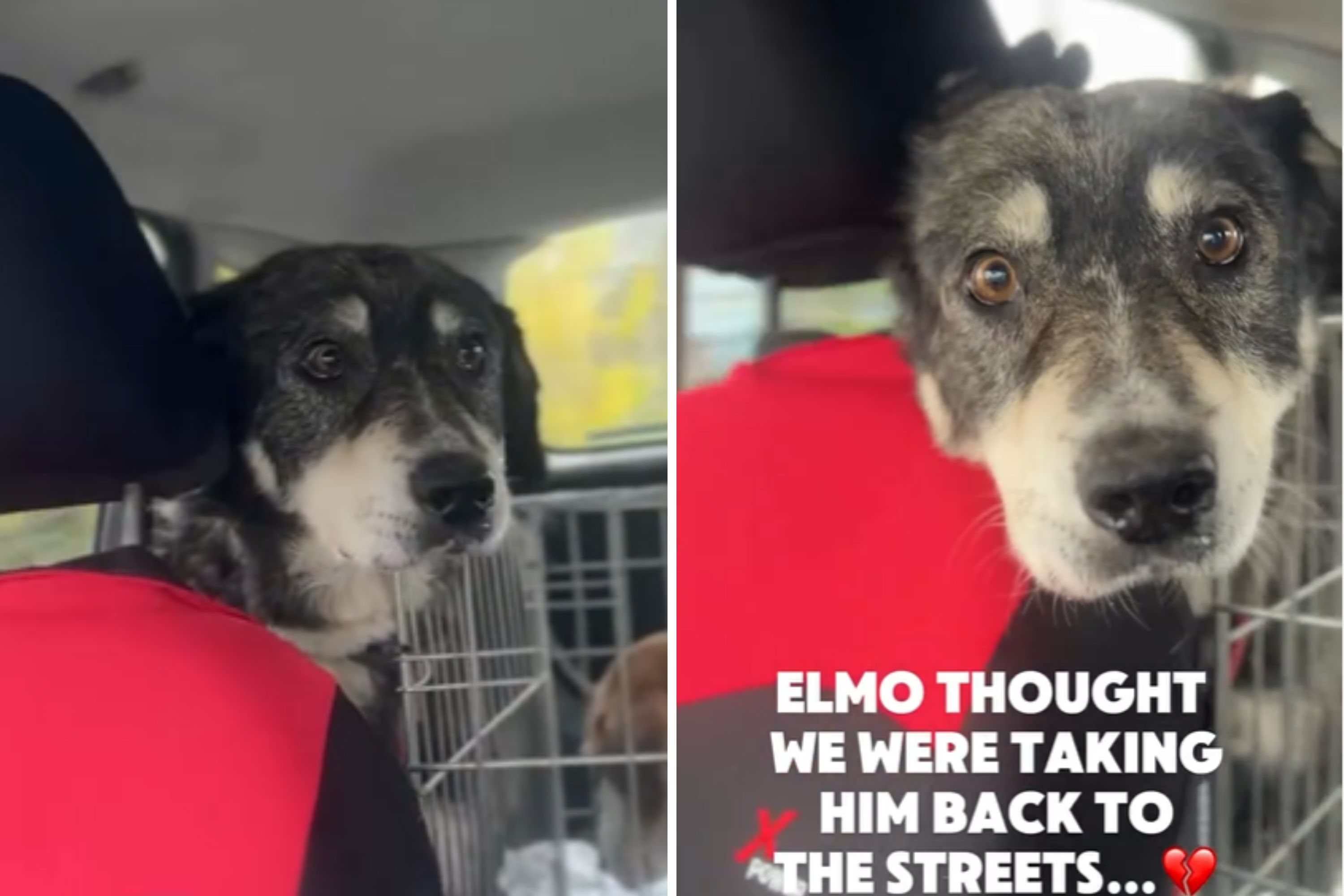 Hearts Break Over Rescue Dog’s Reaction Going Past Place He Was Dumped