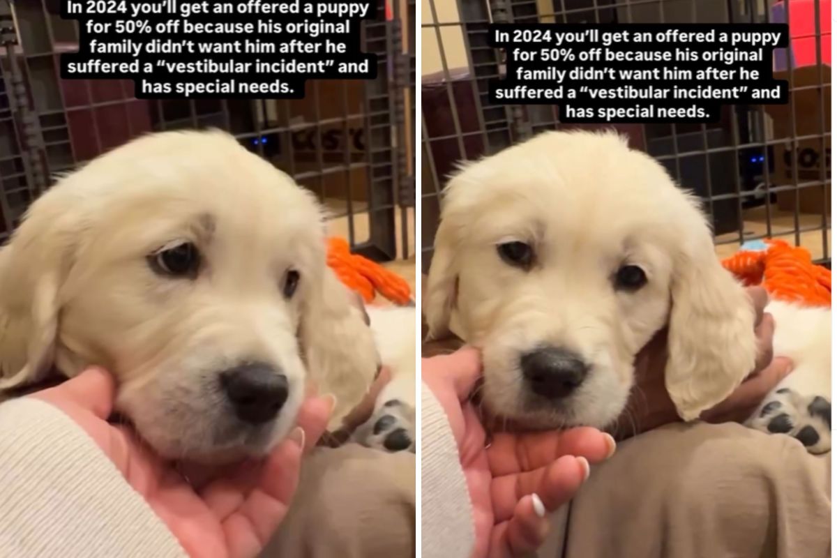 Woman Offered Retriever Puppy for &lsquo;50% Off&rsquo; for Heartbreaking Reason