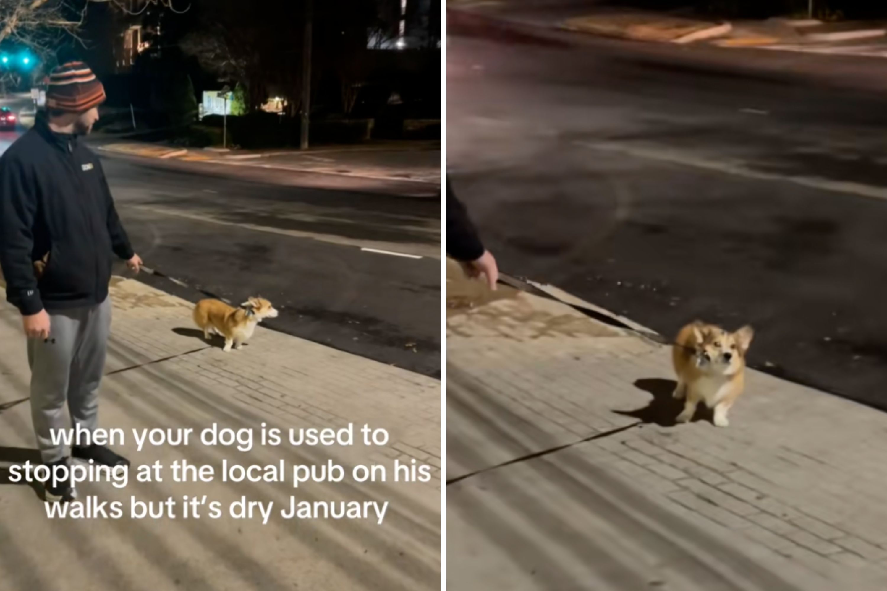 Owners Attempt 'Dry January' but Corgi Has Other Plans