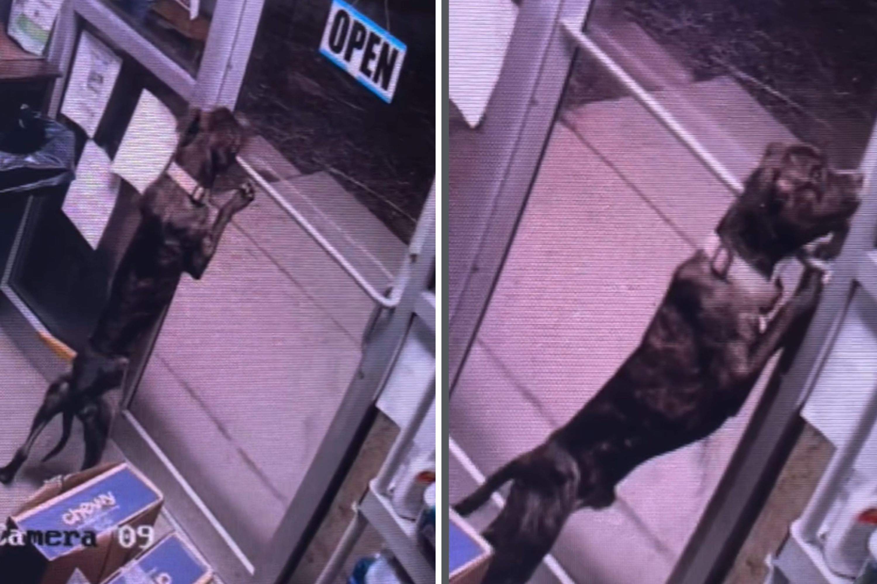 CCTV Captures Shelter Dog Escaping Kennel—Then Unlocks Door and Walks Out