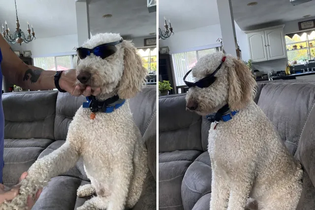 Doodle wearing sunglasses