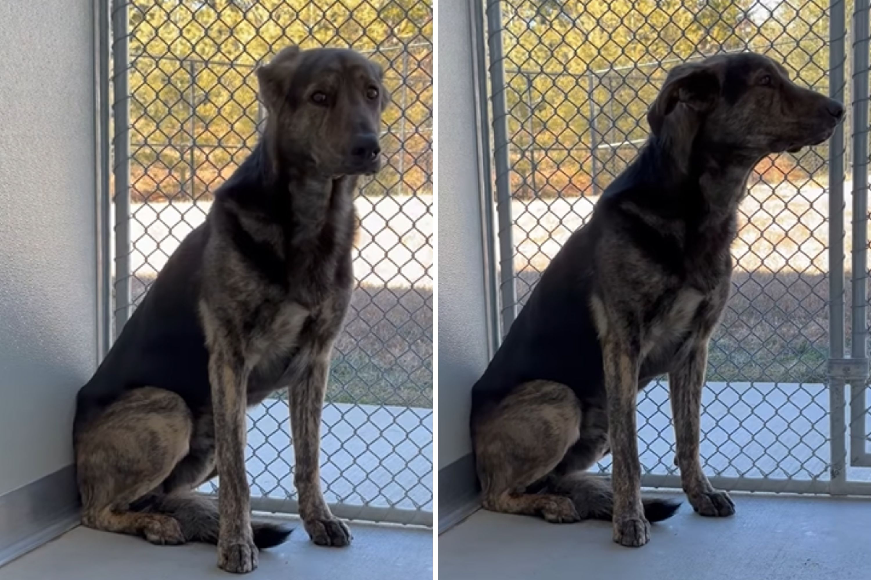 Family Surrenders Dog After 2 Years—His Reaction in Shelter Breaks Hearts