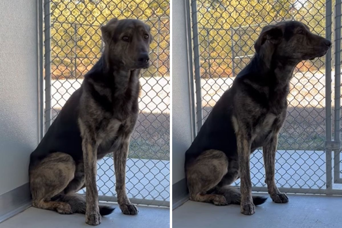 Family Surrenders Dog After 2 Years&mdash;His Reaction in Shelter Breaks Hearts