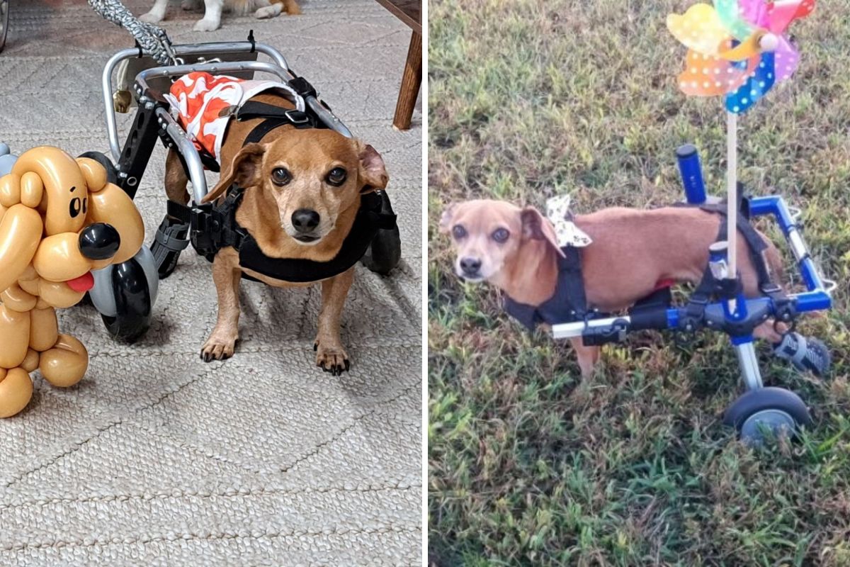 Unstoppable Chiweenie in Wheelchair Wins Pet of the Week