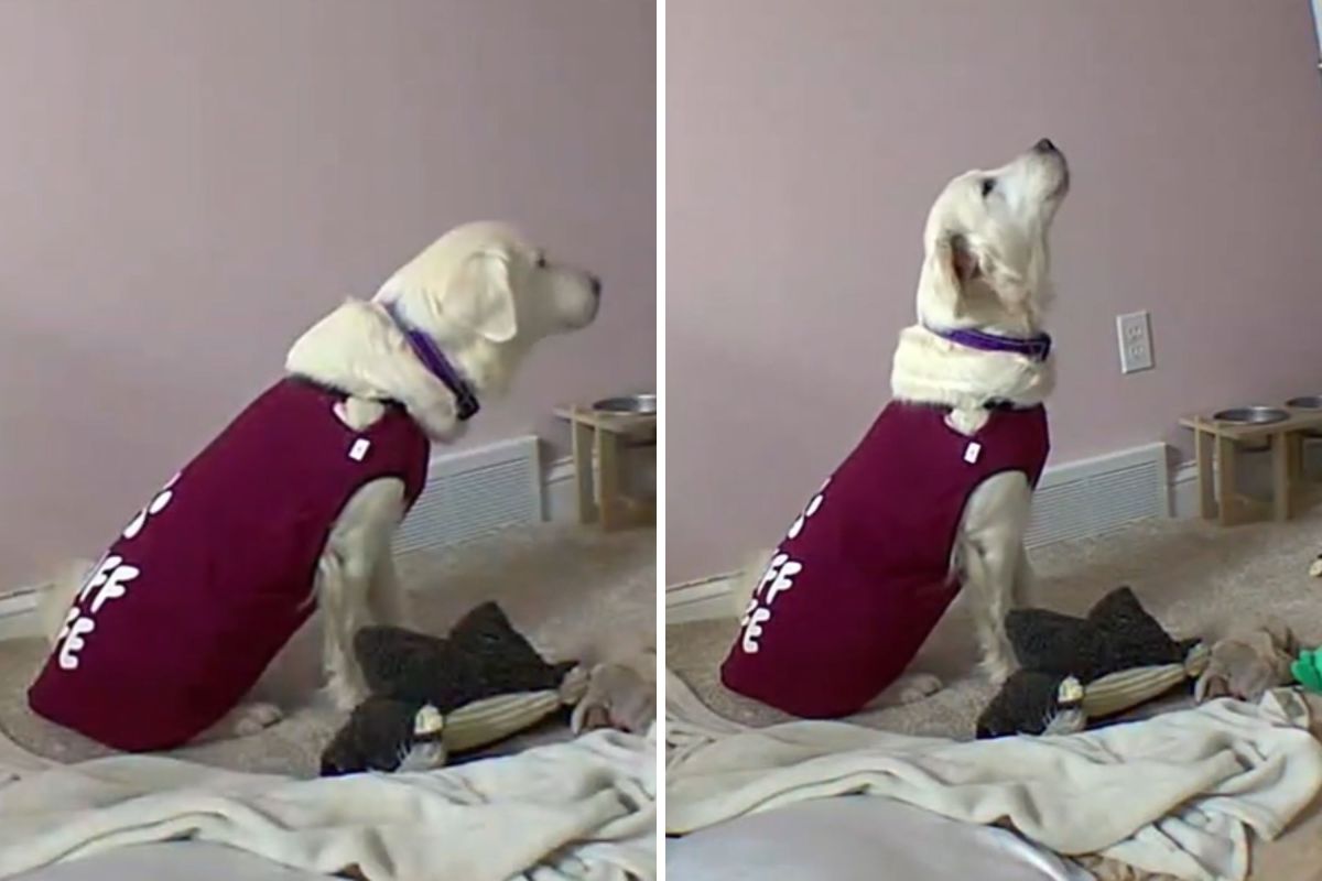 Opal's Journey: From Silent Suffering to Joyful Barking