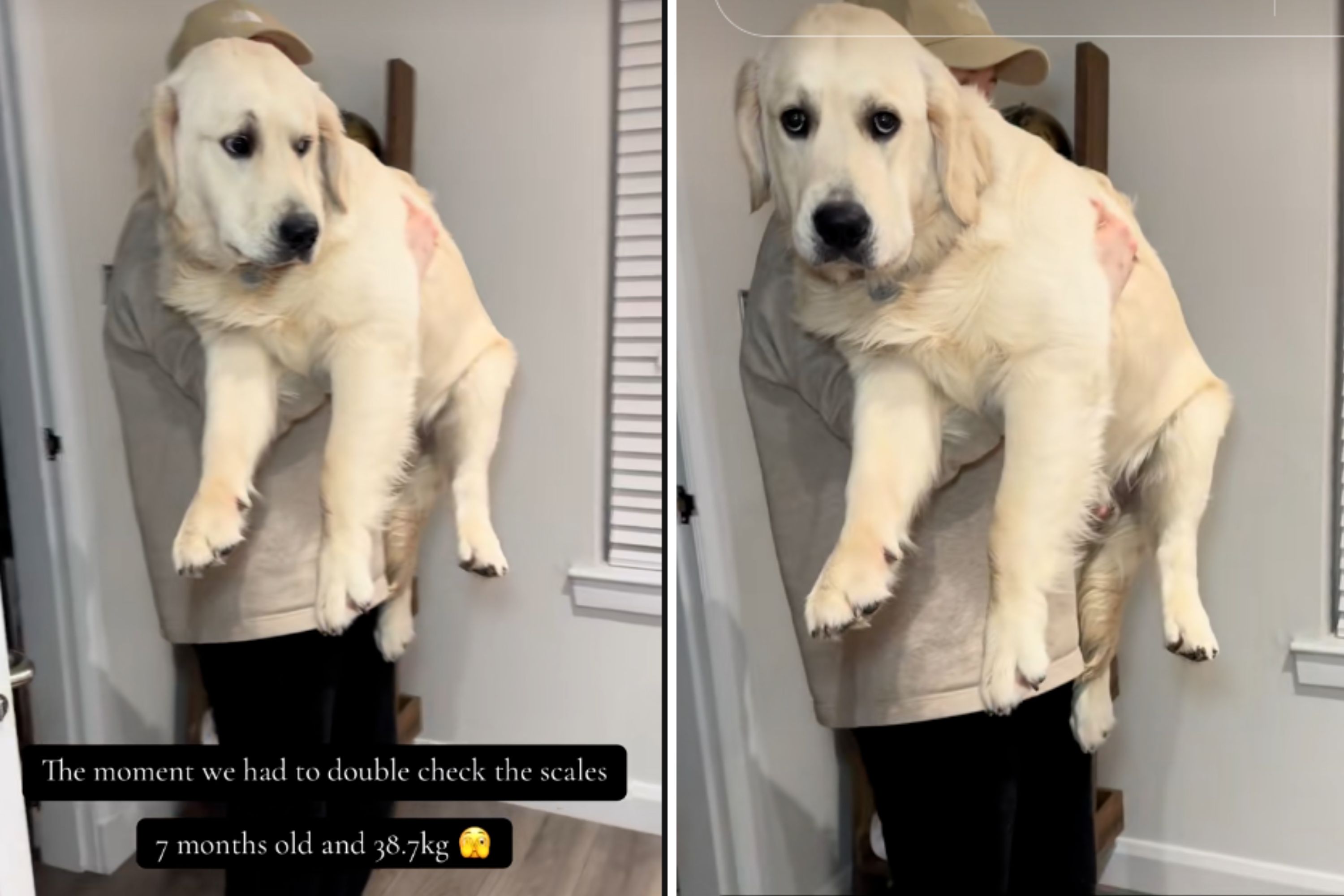 Owner Gets Golden Retriever Puppy—Can't Believe the Size Seven Months Later