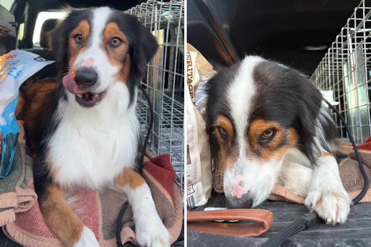 Australian Shepherd Abandoned, Then Original Owner Reveals Shocking Twist