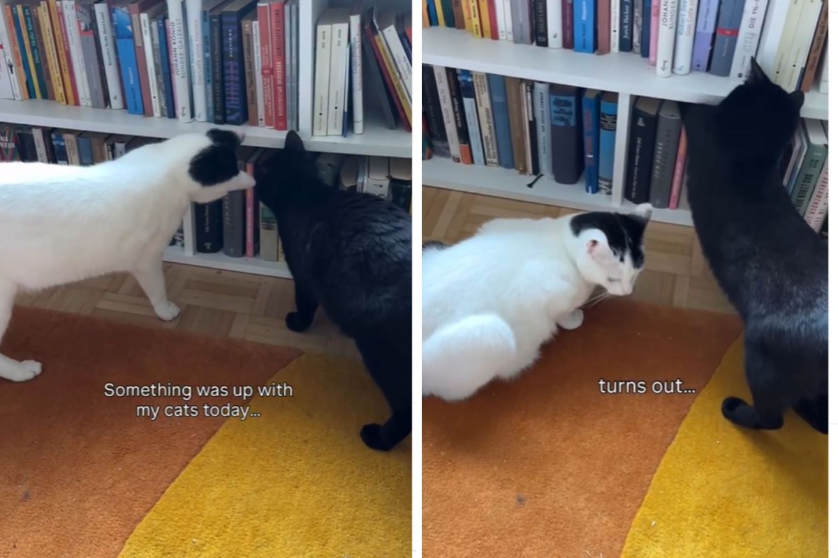 A dona percebeu que seu gato estava agindo de forma estranha. Então eles perceberam o que viram.